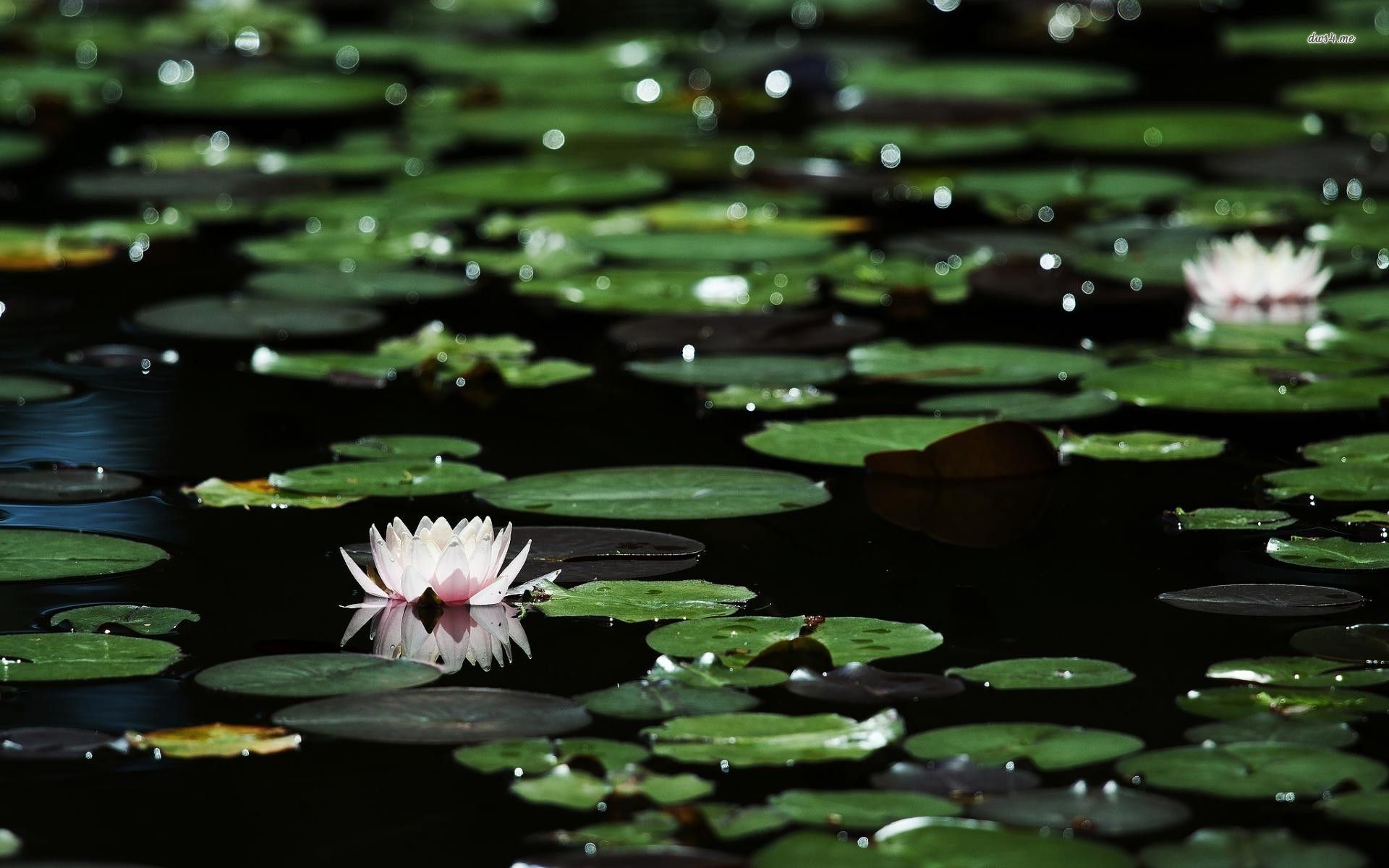 Water Lilies Wallpapers - Wallpaper Cave