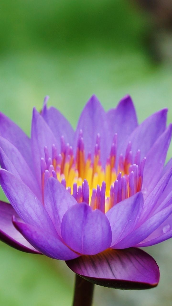 Blue, water lily, flower, bloom, 720x1280 wallpaper. Flowers, Water lilies painting, Beautiful flowers