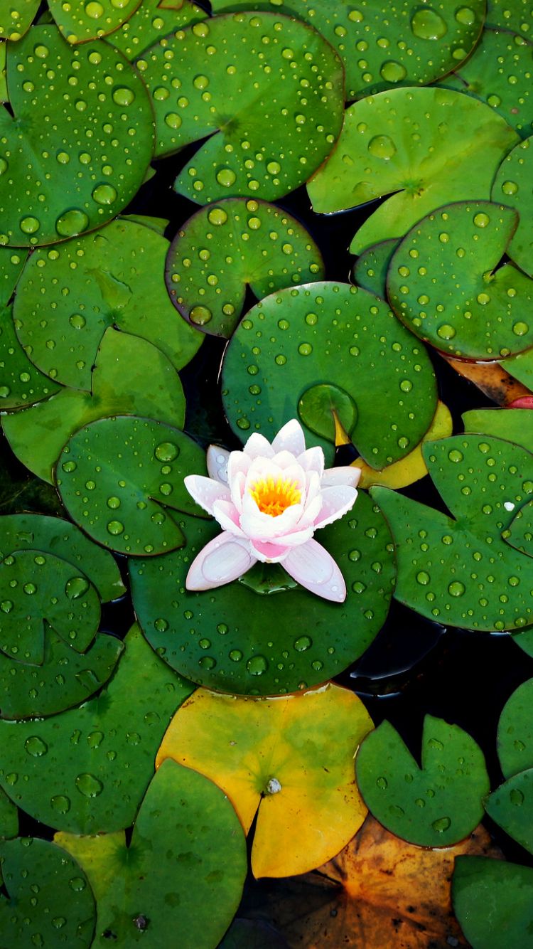 Water Lily Wallpaper For Mobile