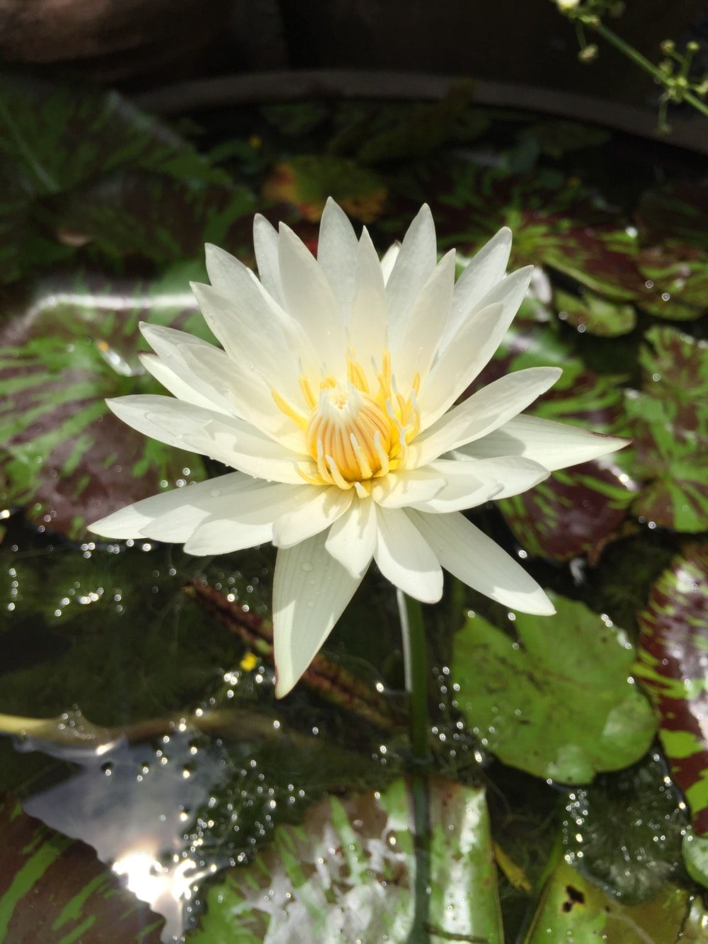 Water Lily Picture. Download Free Image