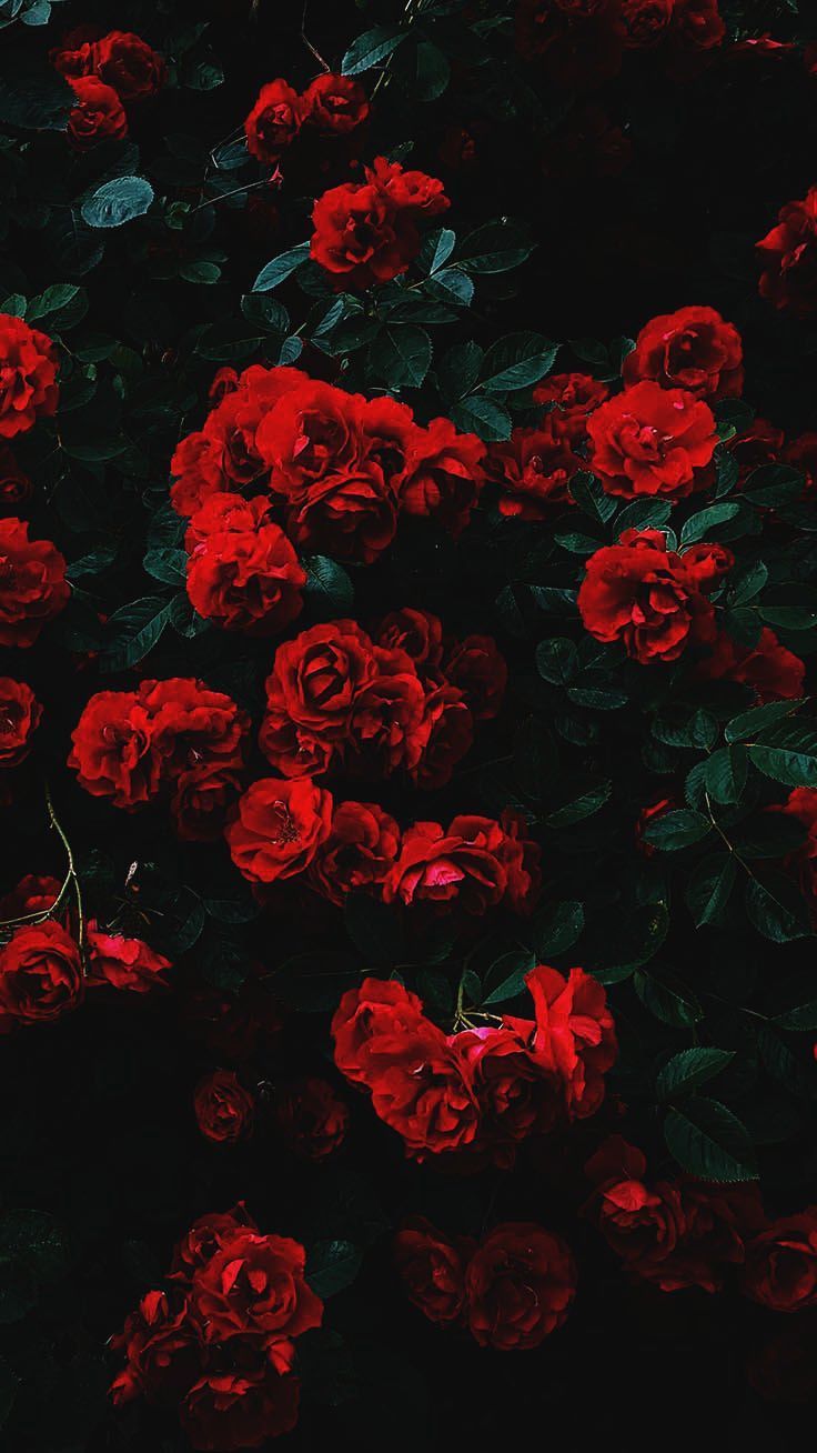 iPhone Gadgets For Dad many Colorful Wallpaper For iPhone 8 Plus save Free Wallpaper For Iph. Wallpaper iphone roses, Dark red wallpaper, Floral wallpaper iphone