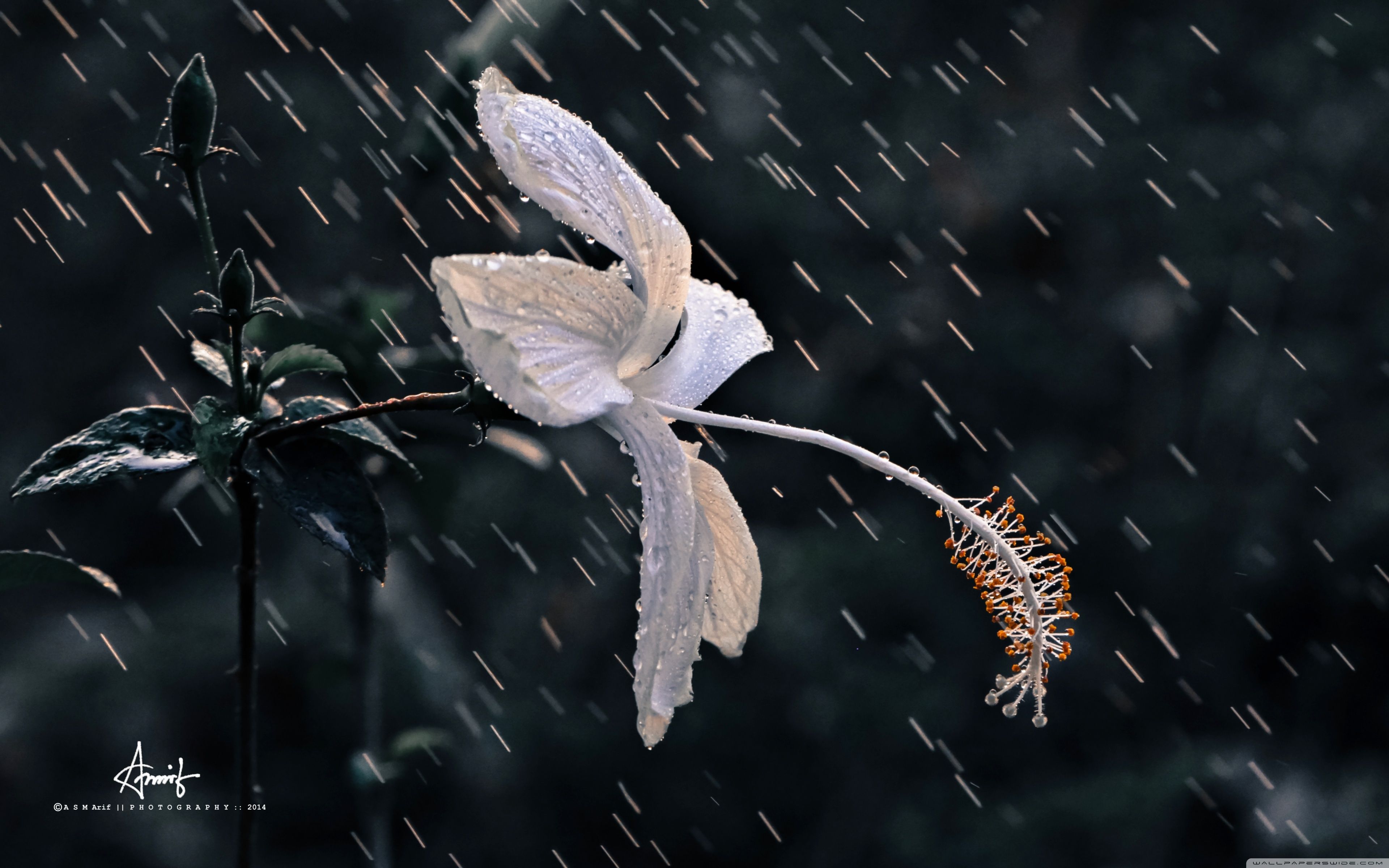 Rain Flower 3 Ultra HD Desktop Background Wallpaper For 4K UHD TV, Widescreen & UltraWide Desktop & Laptop, Tablet