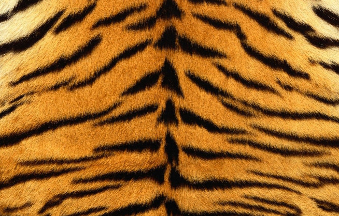 Wallpaper tiger, skin, fur, texture, animal, fur image for desktop, section текстуры