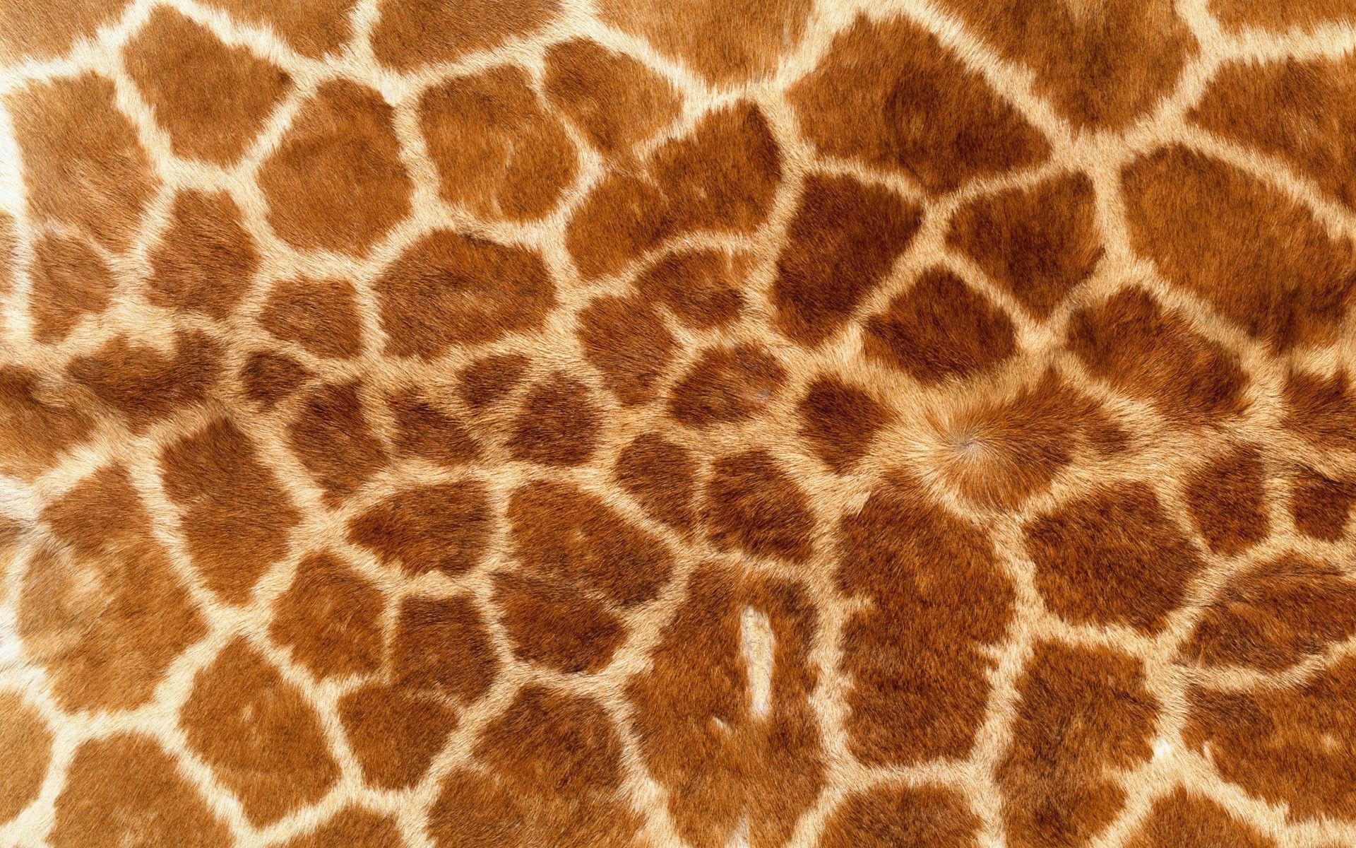 Animal Skin Wallpaper