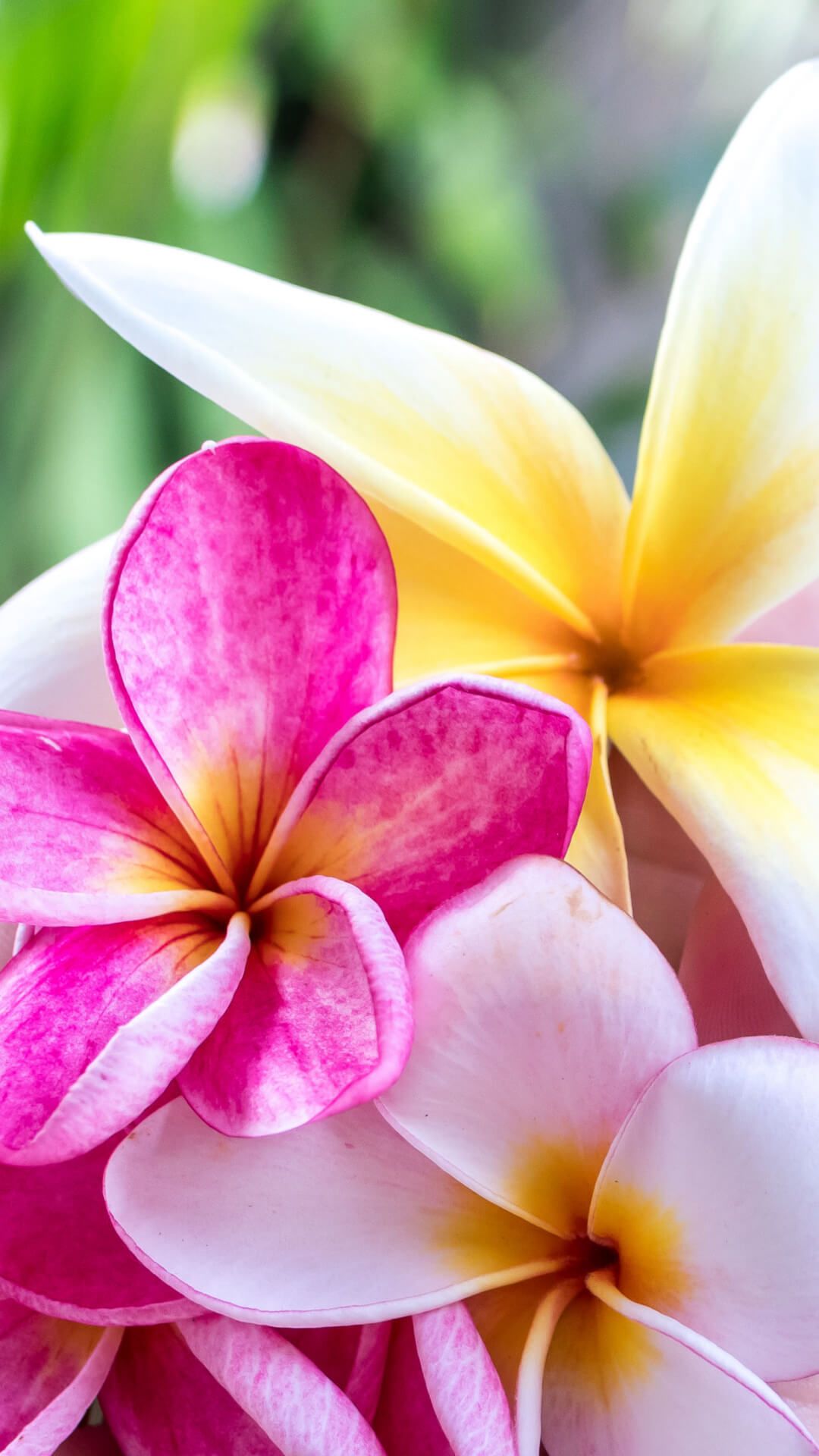 Flower Wallpaper Xiaomi