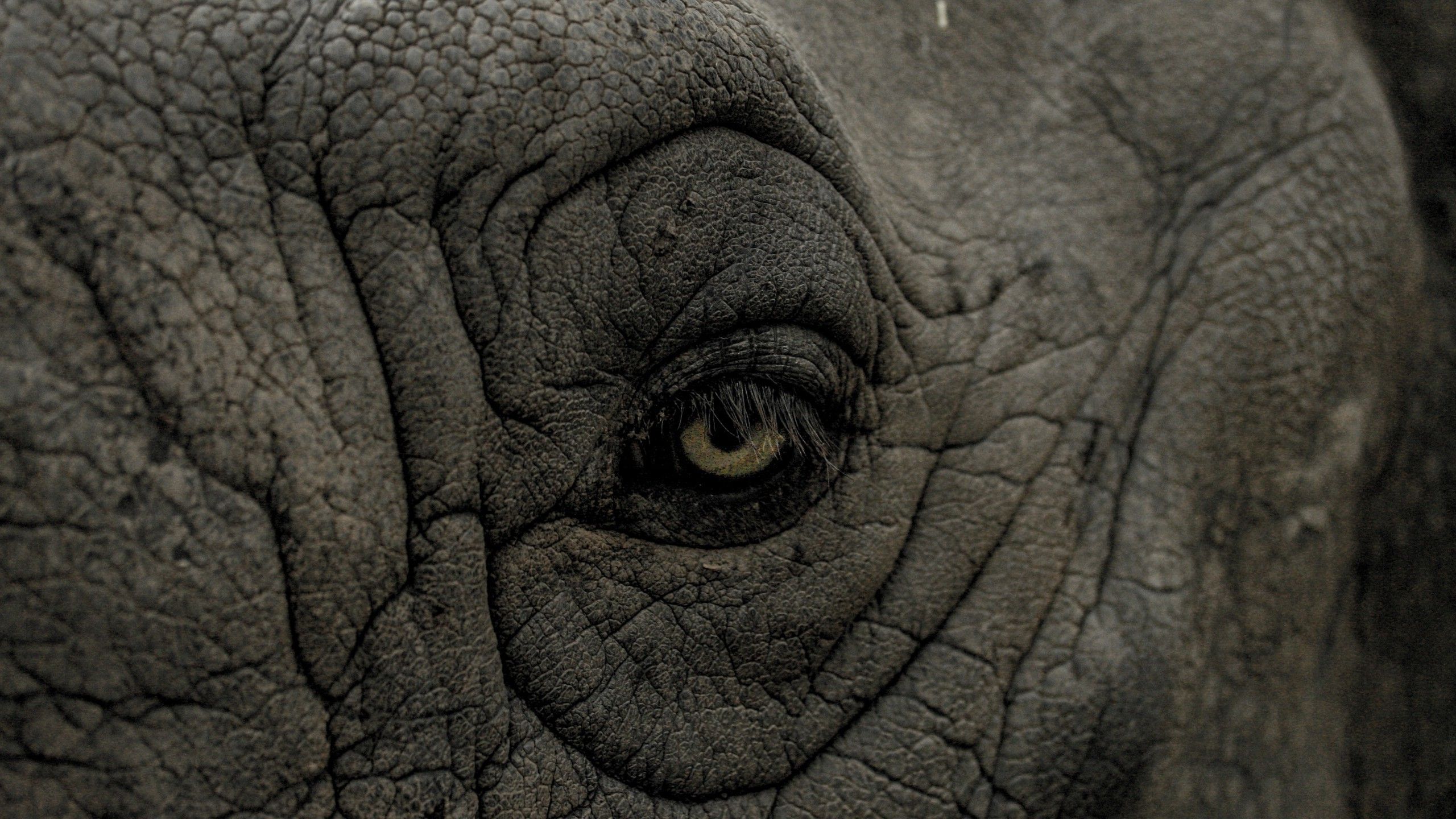 eyes nature animals wrinkles closeup rhino skin Wallpaper HD / Desktop and Mobile Background