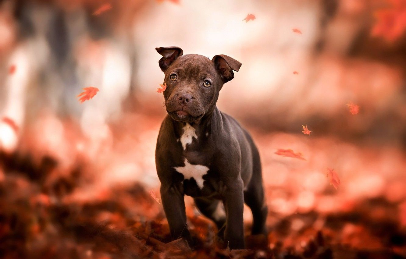 Wallpaper autumn, look, leaves, orange, red, nature, pose, Park, background, mood, foliage, dog, paws, baby, puppy, walk image for desktop, section собаки