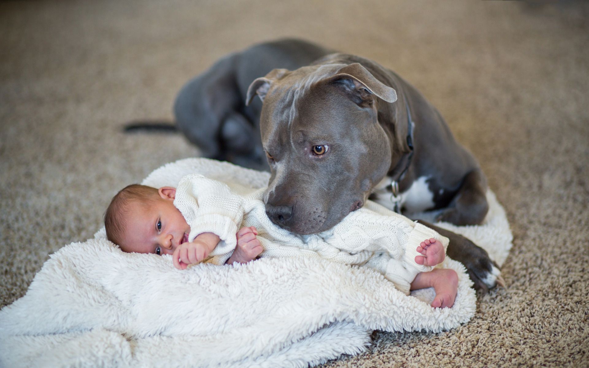 Pit Bull and a Baby Friend