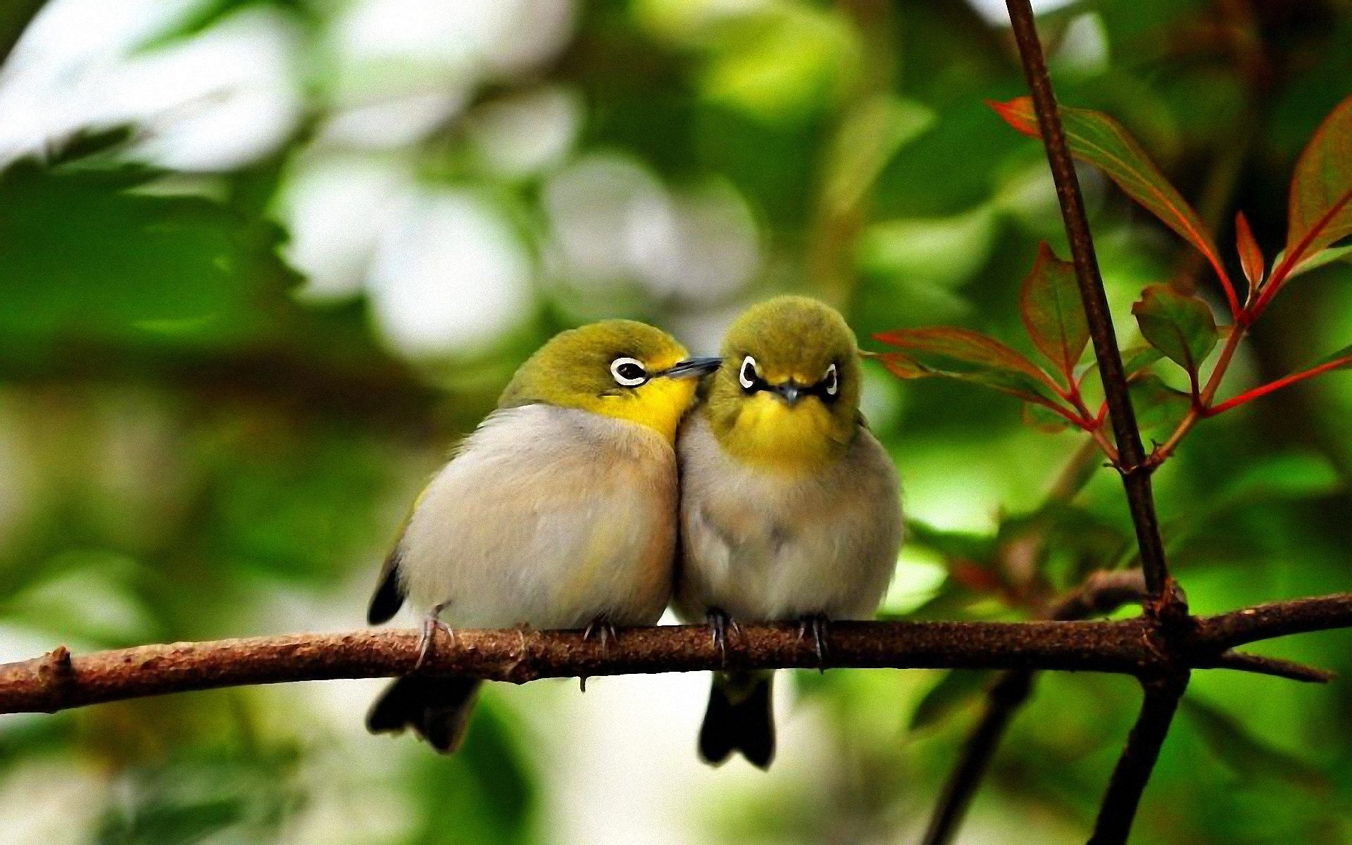 Pictures Of Cute Birds