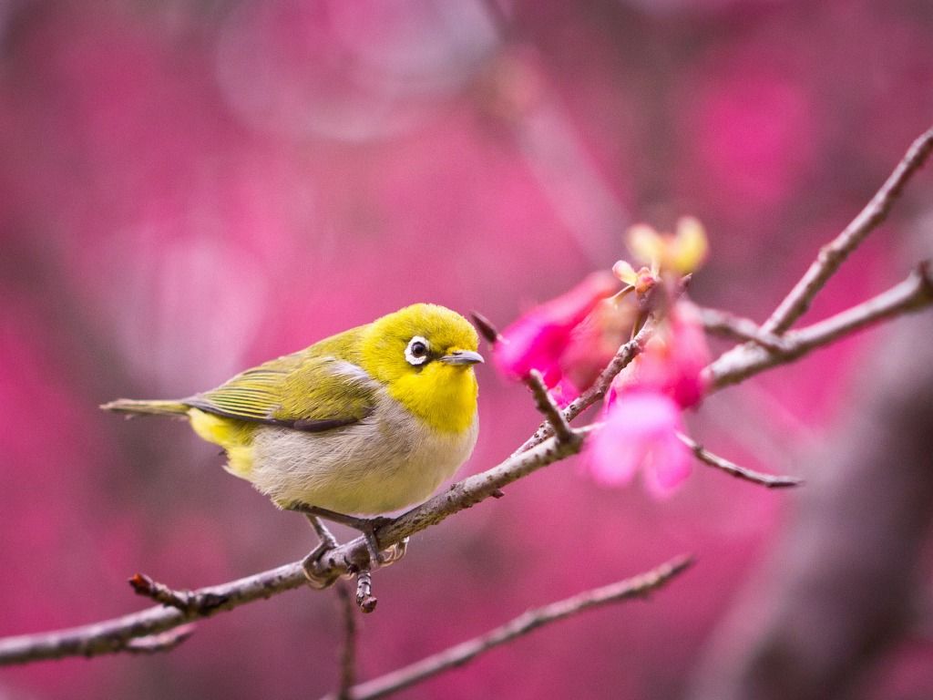 Cute Bird Wallpapers - Wallpaper Cave