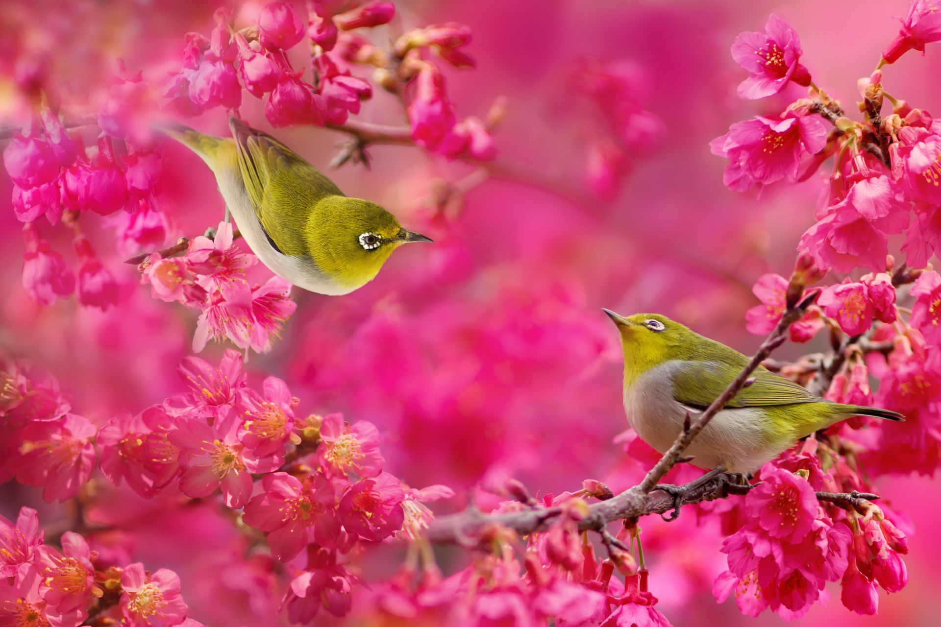 Cute Bird Picture with Most Beautiful Colors