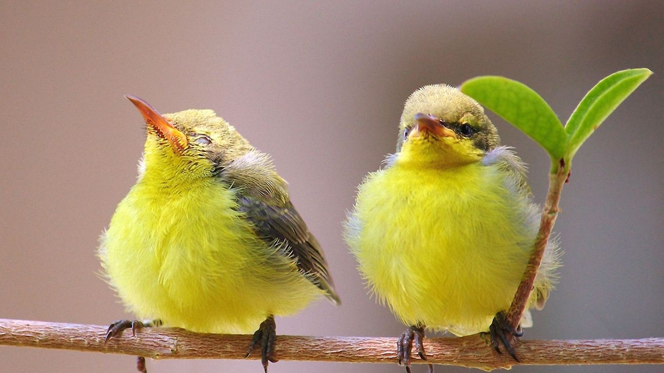 Desktop cute birds wallpaper