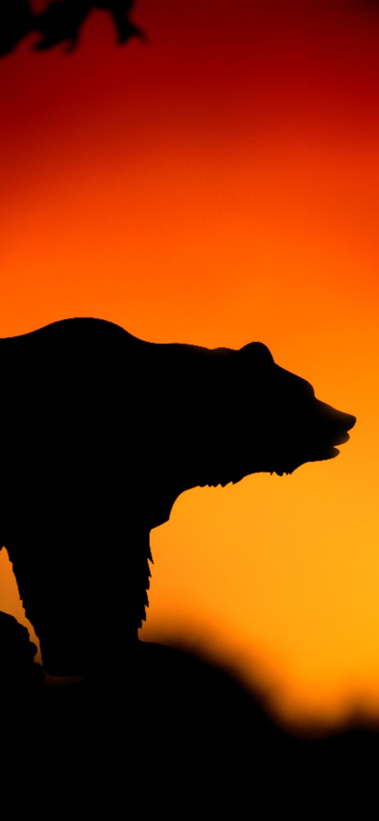 Wallpaper Bear, sunset, silhouette 3840x2160 UHD 4K Picture, Image