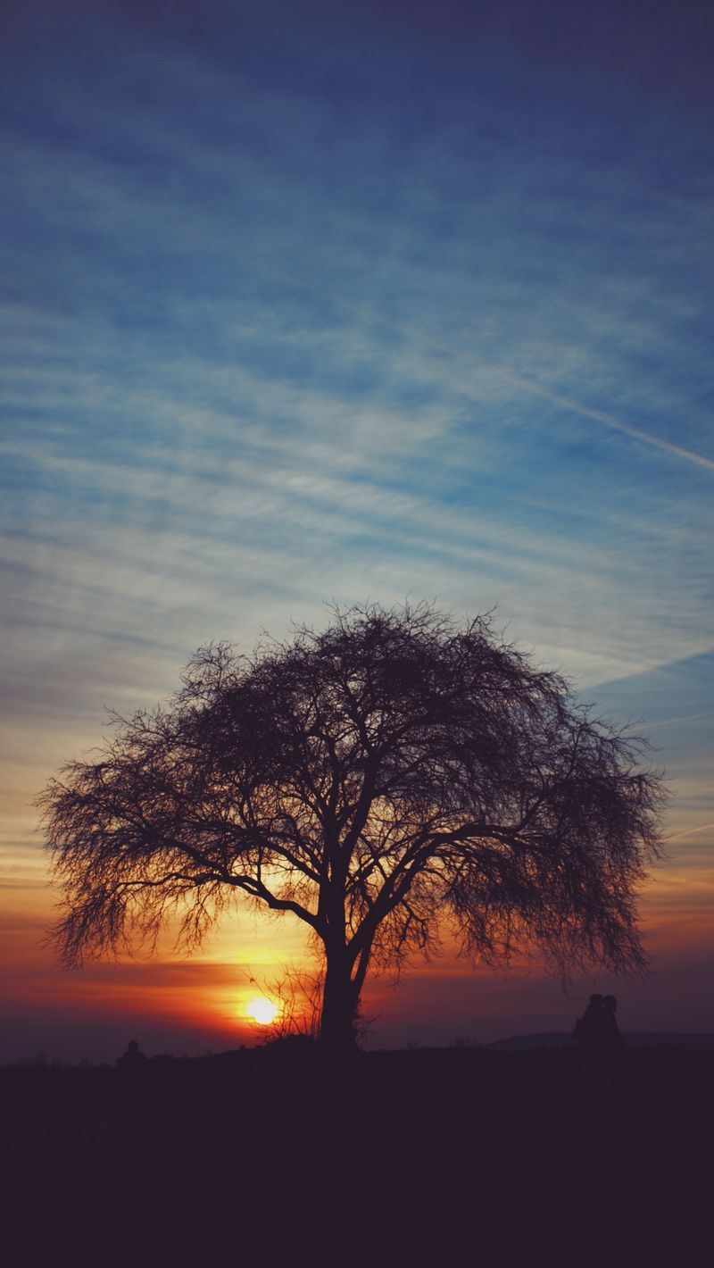 Download Wallpaper 800x1420 Tree, Silhouettes, Sunset, Sky, Horizon, Idyll Iphone Se 5s 5c 5 For Parallax HD Background