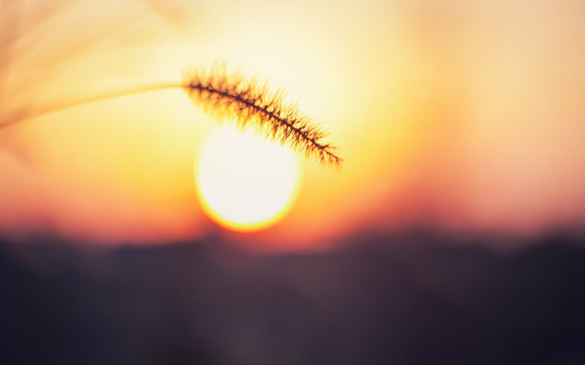 #spikelets, #bokeh, #blurred, #sunset, #sunlight, #macro, #Sun, #summer, wallpaper. Mocah.org HD Desktop Wallpaper