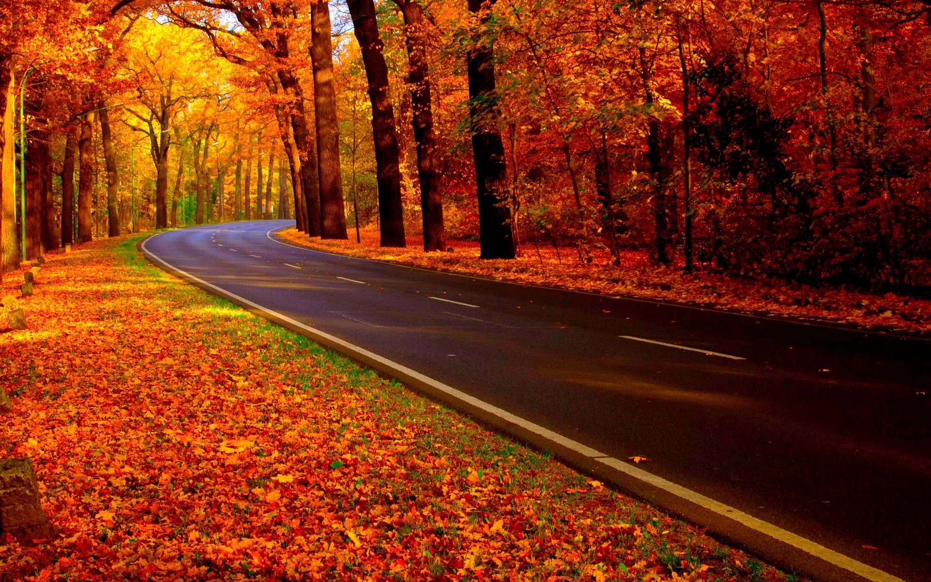 Free photo: Road in Autumn, Color, Fall