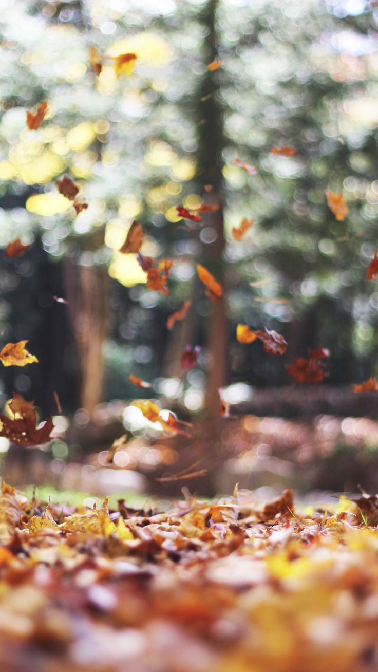 Free Autumn Inspired iPhone 7 Plus Wallpaper