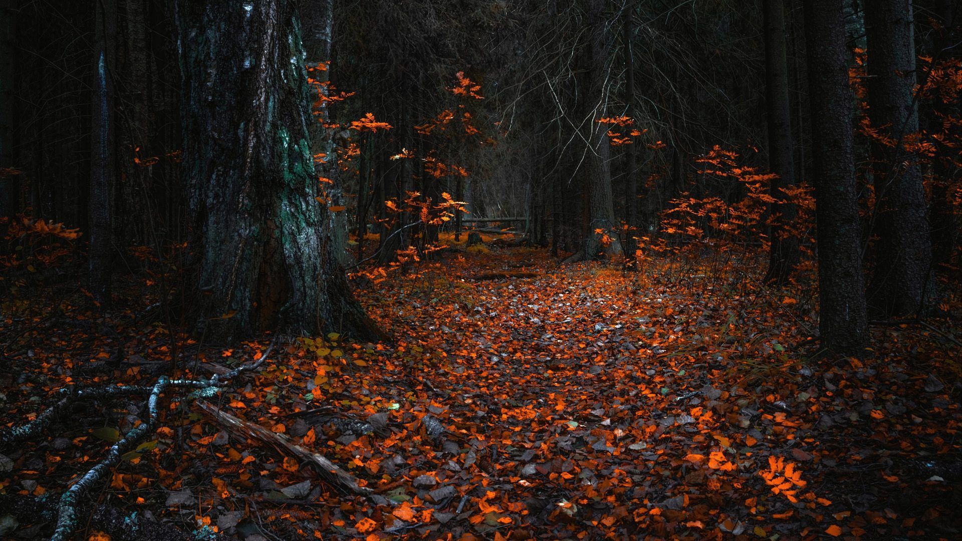 Forests Path Fall Leaves Forest Paths Nature Trees Dark Wallpaper. Autumn leaves wallpaper, Autumn landscape, Fall wallpaper