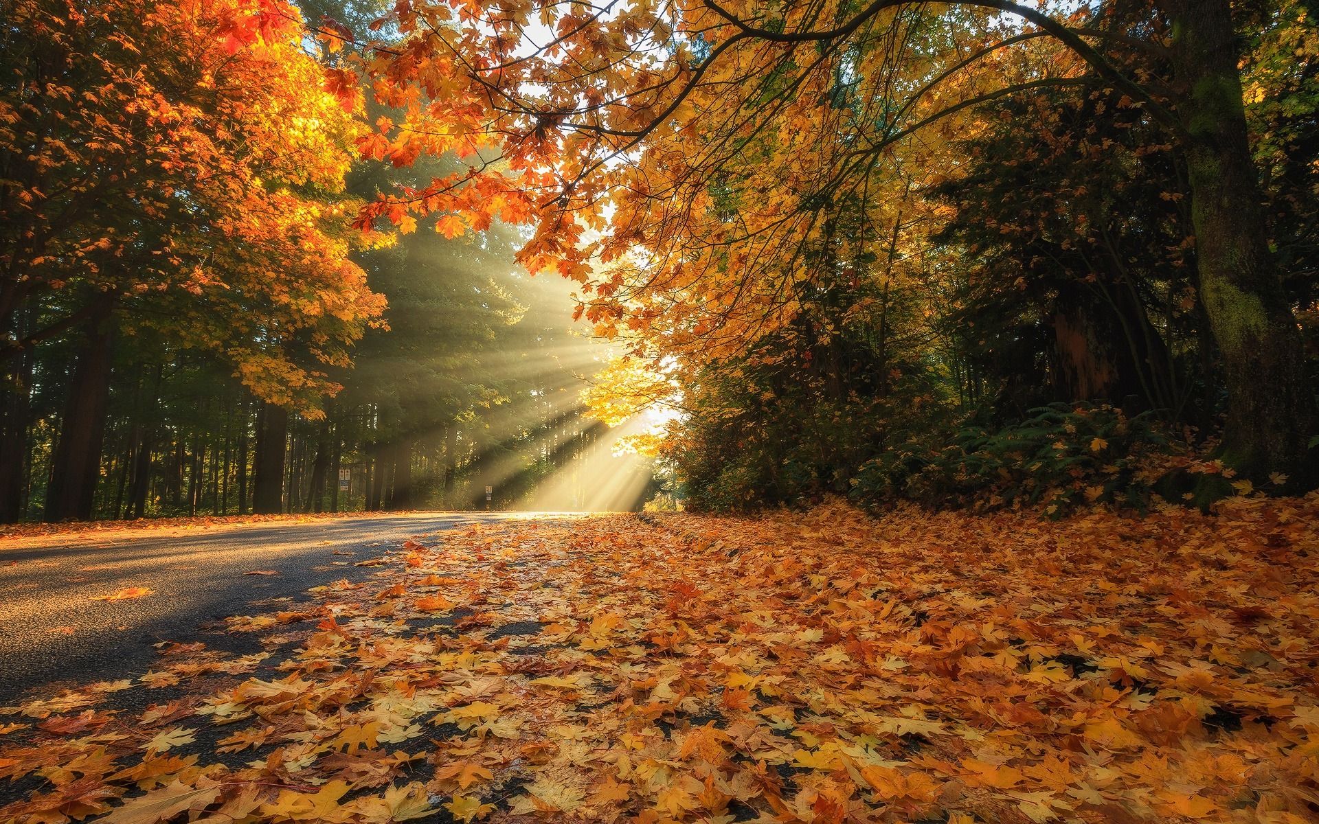 Download wallpapers autumn landscape, park, yellow leaves, autumn, road, ye...