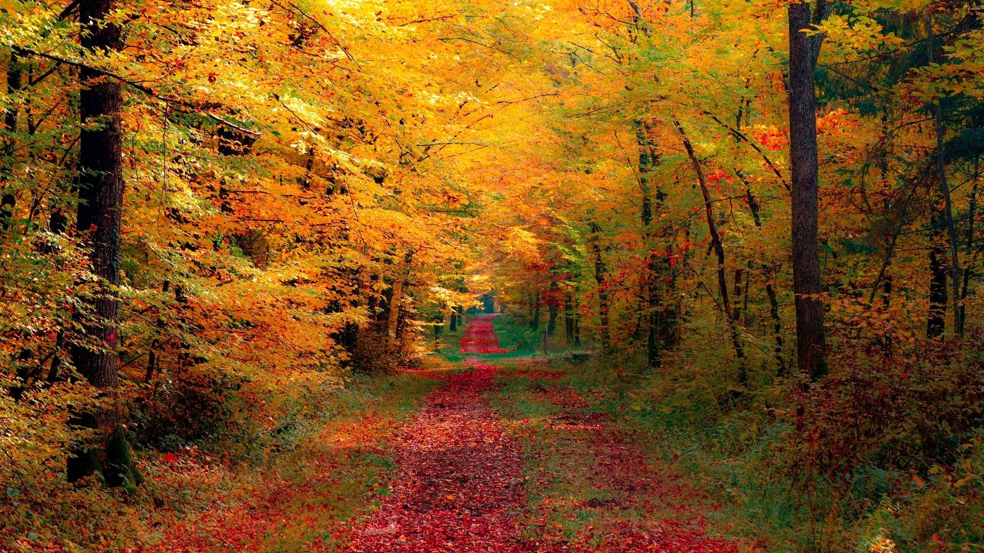 Fall forest Wallpaper Elegant Beautiful Autumn Wallpaper