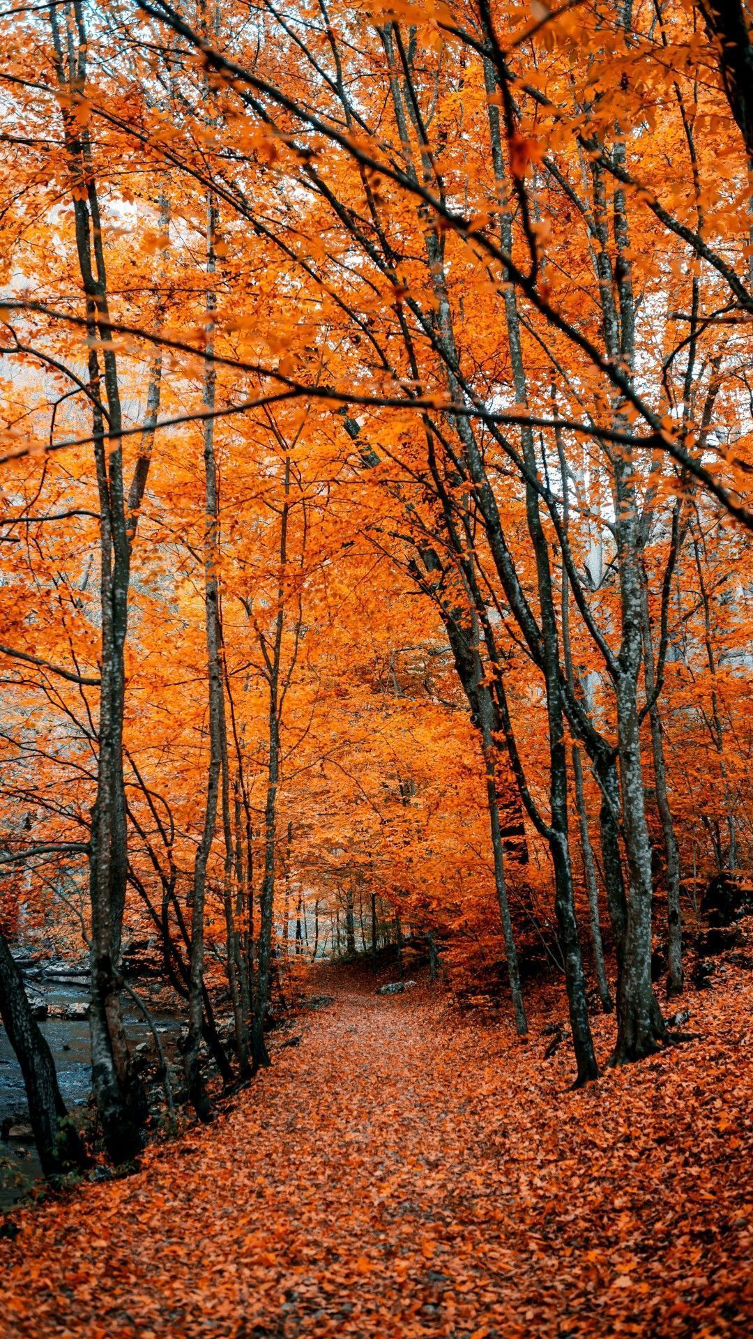 Autumn, Path, Forest, Trees, Fall #falltrees Autumn, Path, Forest, Trees, Fall#autumn #fall #falltrees #forest. Fall wallpaper, Autumn scenery, Autumn photography