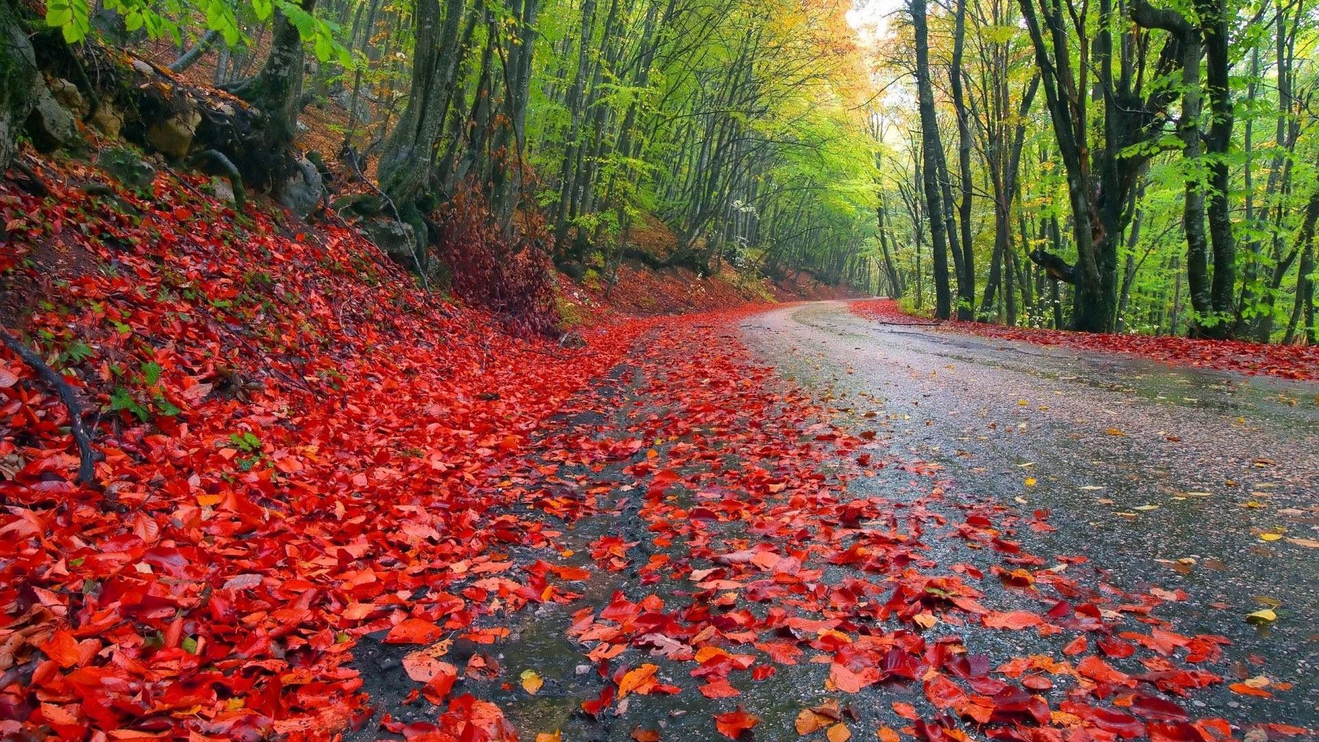 Forest road in the fall HD desktop wallpaper, Widescreen, High Definition
