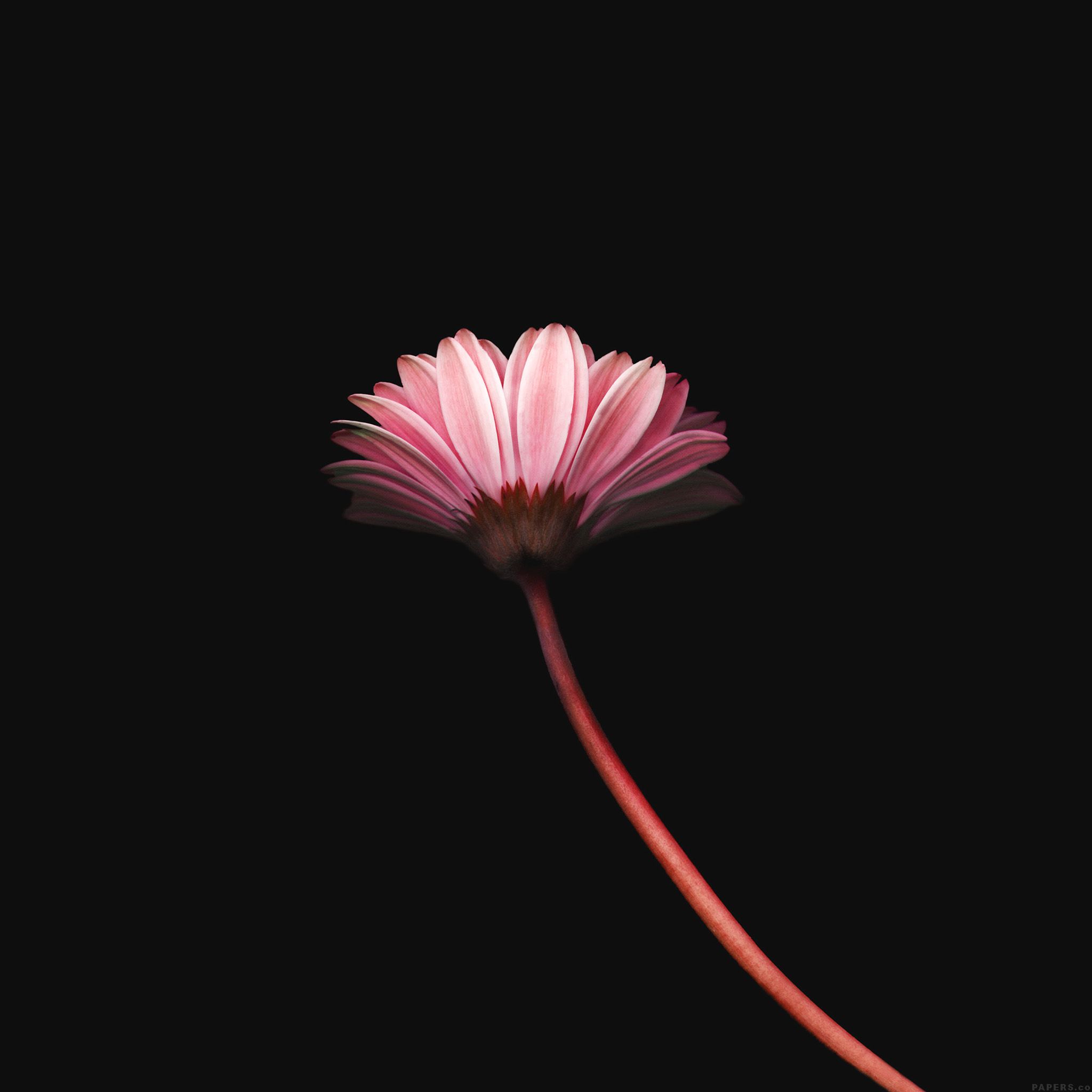 Lonely Flower Dark Red Simple Minimal Nature iPad Air Wallpaper Free Download