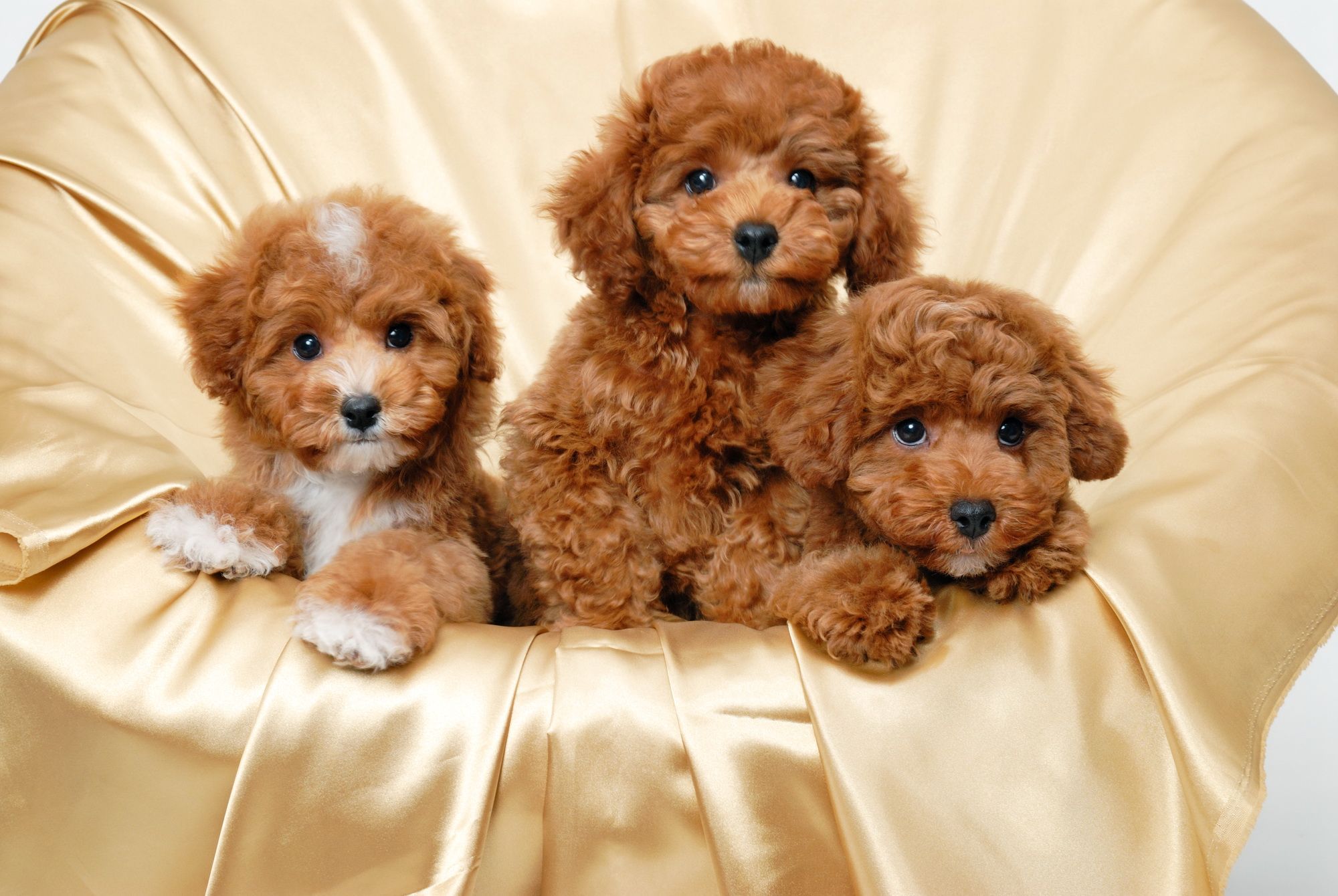 HD Cute Puppies Wallpaper. Download Free. Cute puppy wallpaper, Poodle puppy, Poodle dog