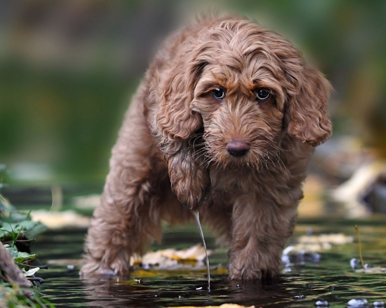 Free download Download wallpaper labradoodle puppy small dog cute animals [1920x1200] for your Desktop, Mobile & Tablet. Explore Wallpaper Labradoodle. Wallpaper Labradoodle