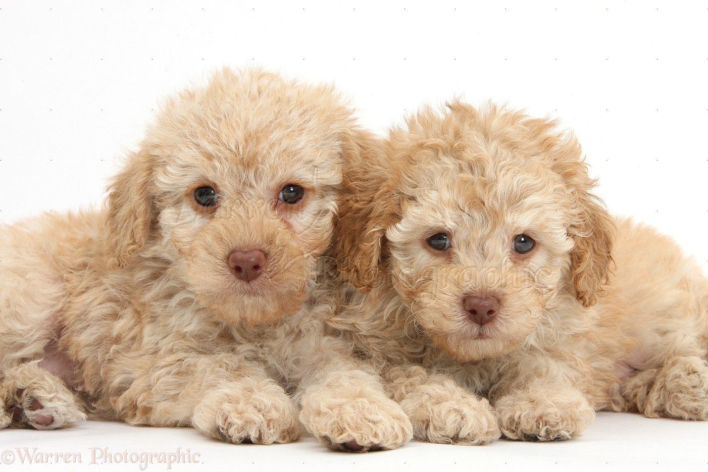 Dogs: Two toy Labradoodle puppies photo WP37333