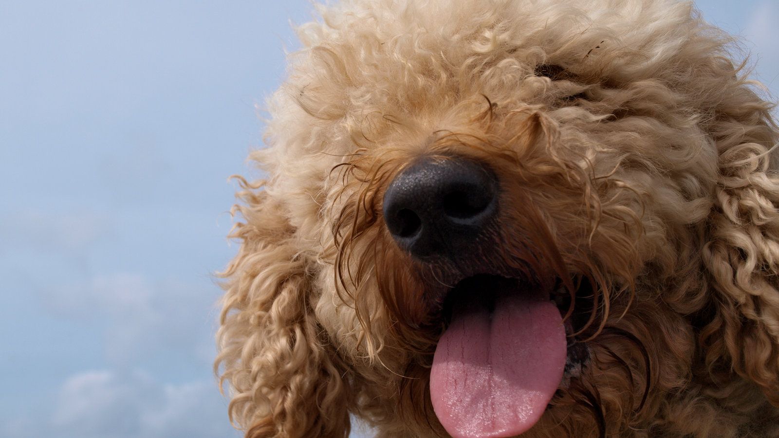Labradoodle Creator Says the Breed Is His Life's Regret