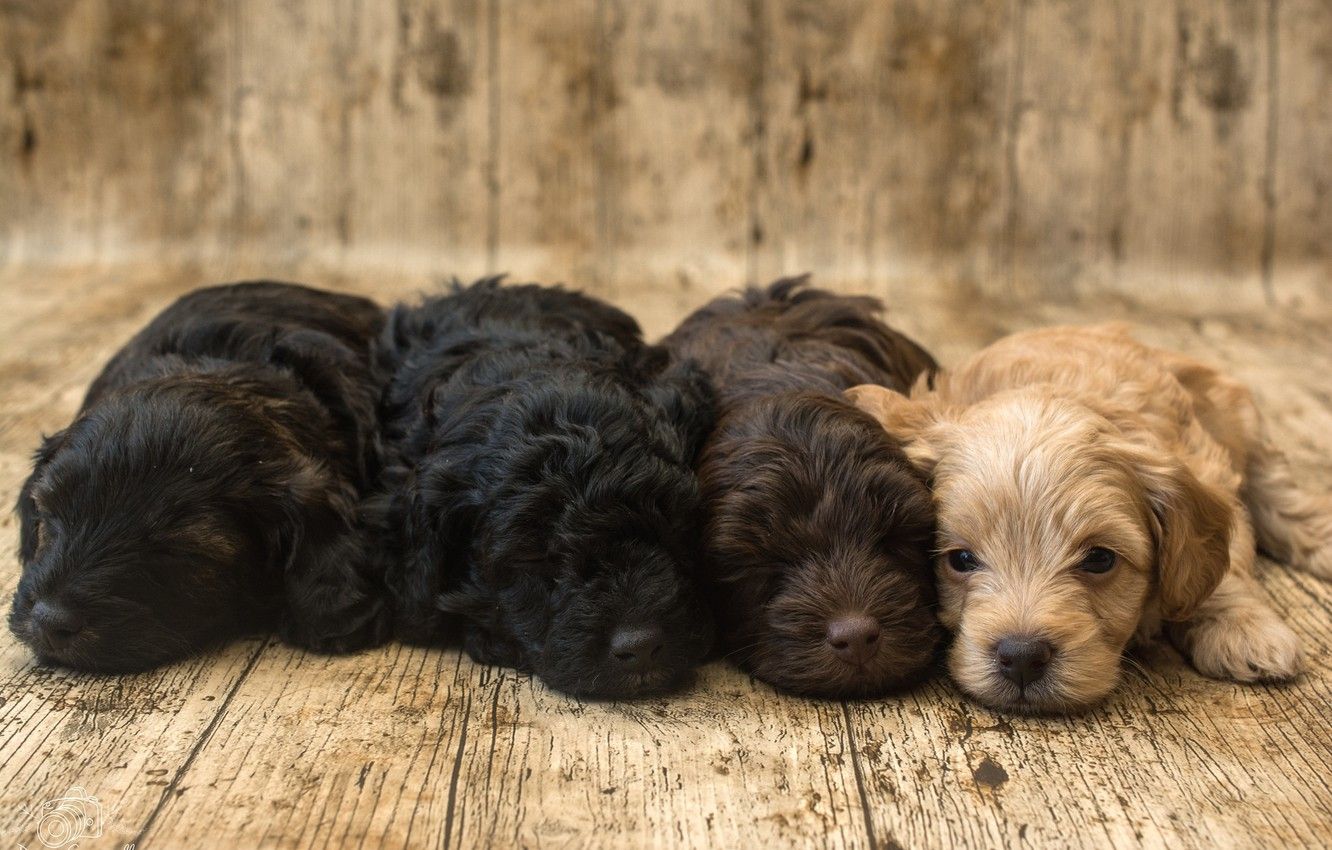 Wallpaper puppies, kids, Spaniel, Quartet, cute image for desktop, section собаки