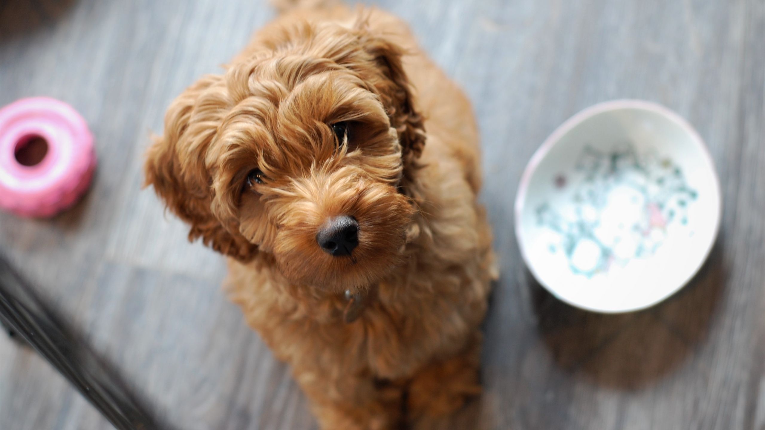 Desktop Wallpaper Cute Puppy, Labradoodle, Looking Up, HD Image, Picture, Background, Wxkf T