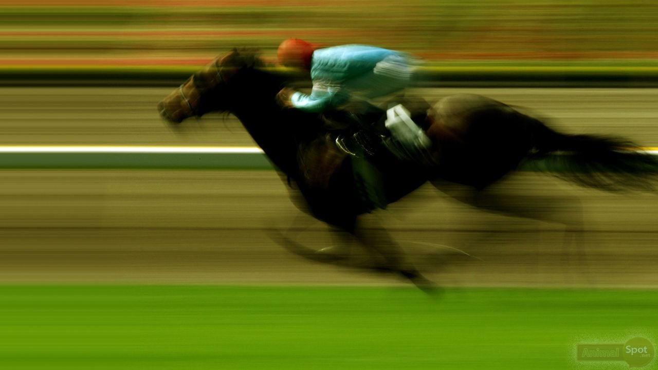 Horse Race Wallpapers - Wallpaper Cave