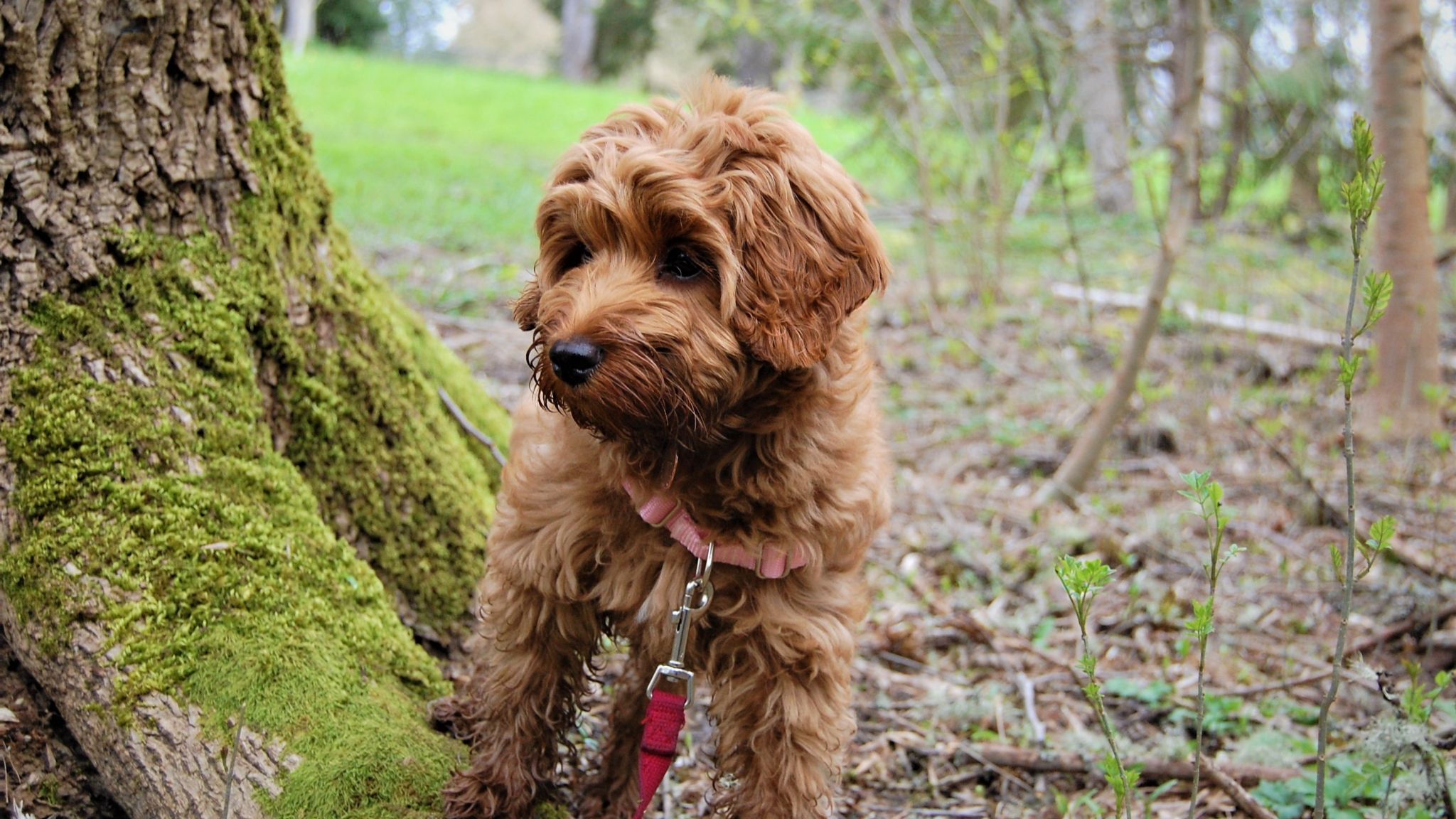 Desktop Wallpaper Puppy, Cut Dog, Labradoodle, Dog, Outdoor, HD Image, Picture, Background, Lzxyo