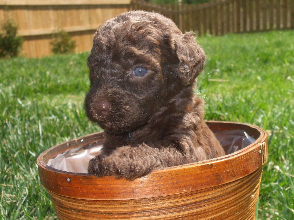 The Cutest Labradoodle Puppies You Will Ever See! And Fools