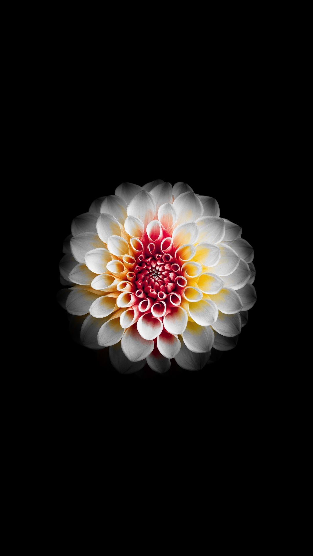 Dahila, flower, white and dark, 1080x1920 wallpaper. Flower iphone wallpaper, Flower phone wallpaper, Colourful wallpaper iphone