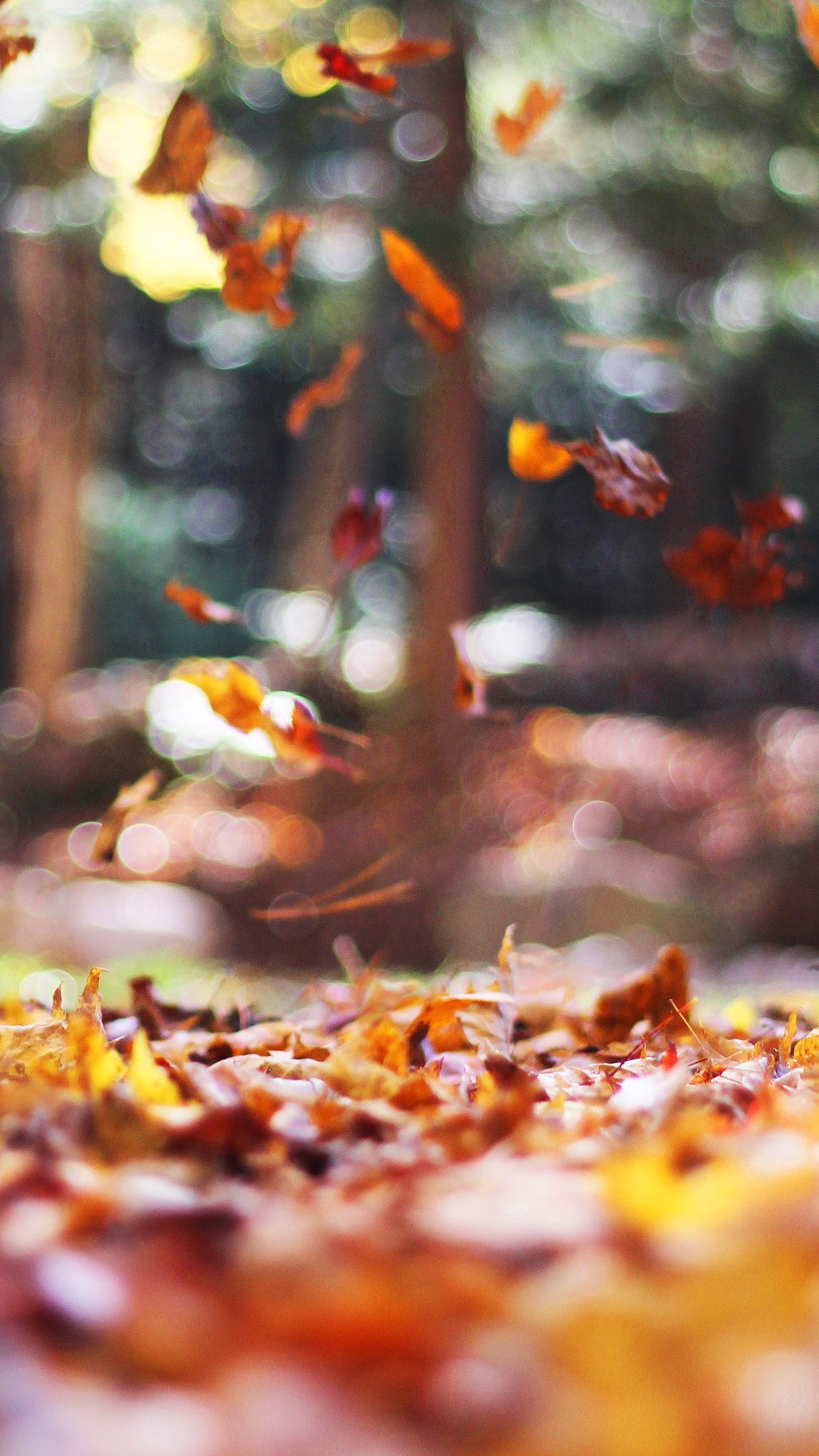 Fall Leaves Nature Tree Year Sad Android wallpaper HD wallpaper