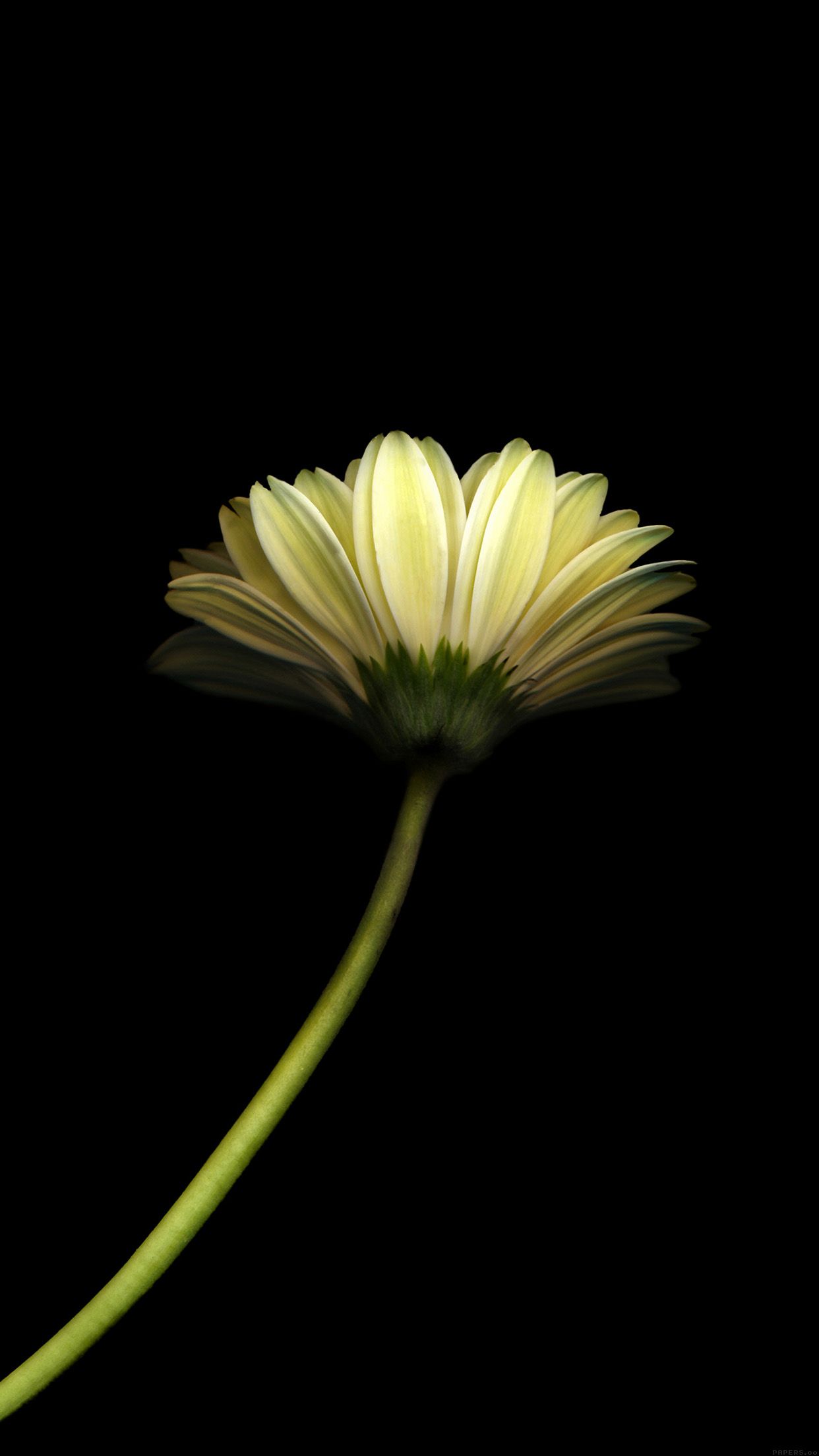 Dandelion Flower Black Background iPhone 6 Plus HD Dark Wallpaper For Mobile Wallpaper & Background Download