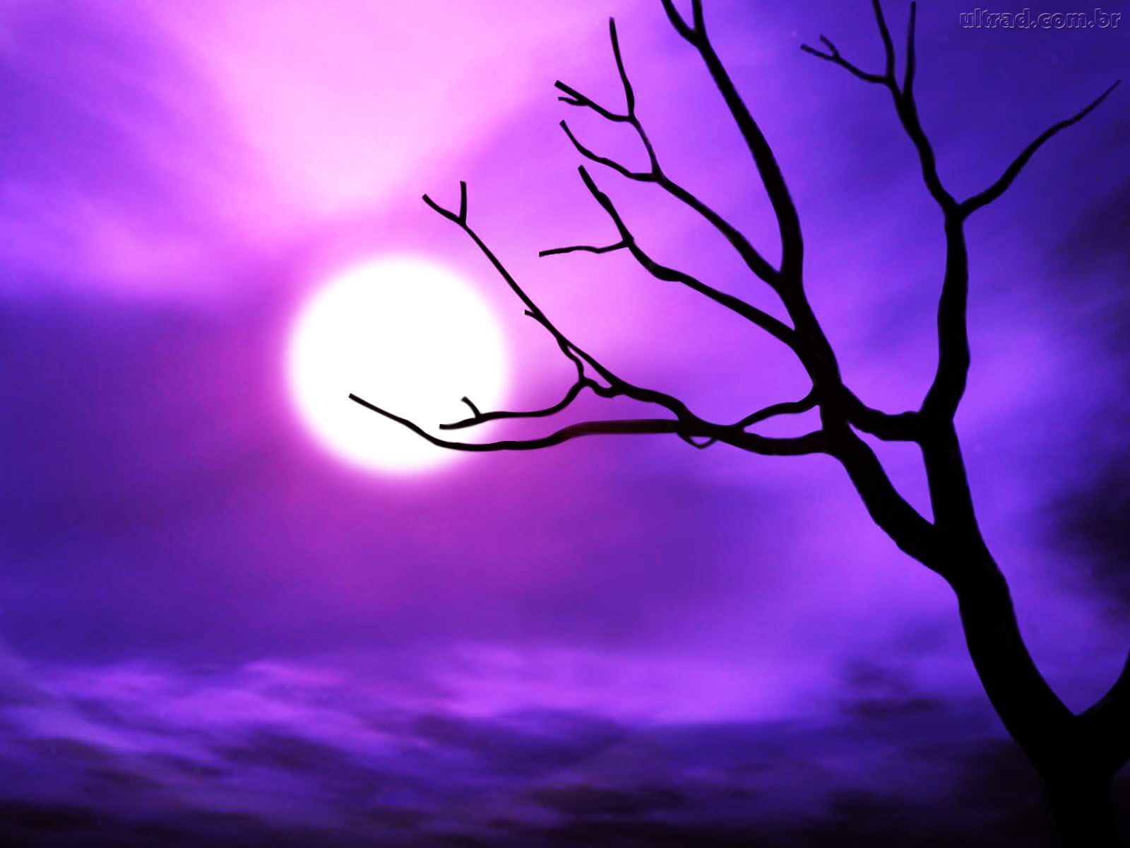 Spooky Halloween Tree. Purple sky, Purple background, Cool purple background