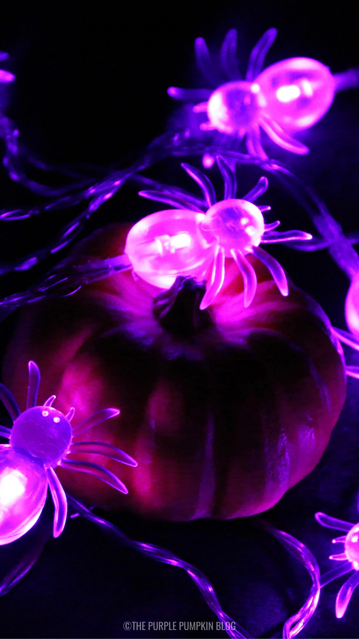 HD wallpaper purple pumpkin clipart halloween holiday background  spooky  Wallpaper Flare