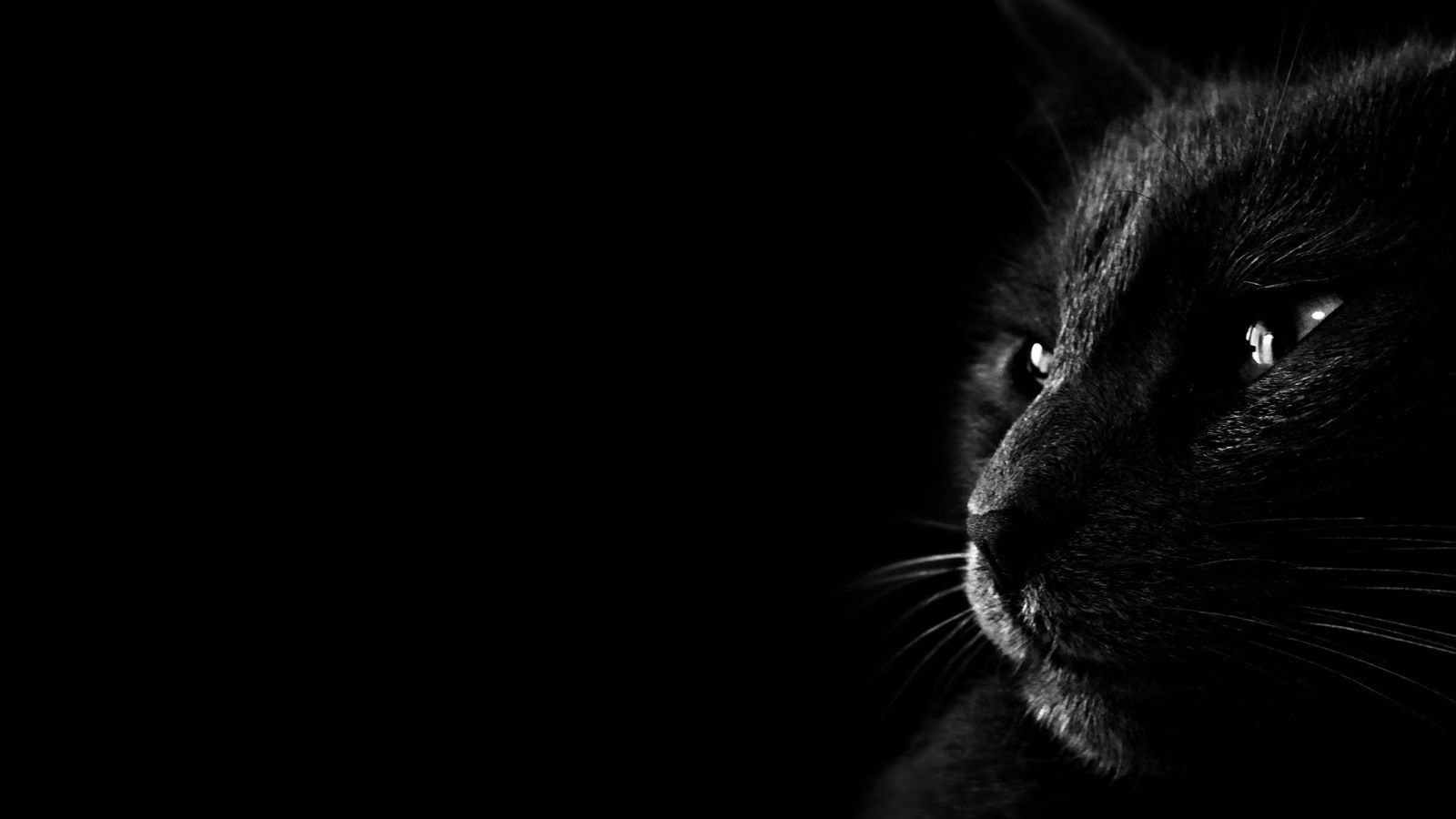 Cat Dark Wallpaper Wallpaper HD. Black cat image, Dark wallpaper, Black HD wallpaper