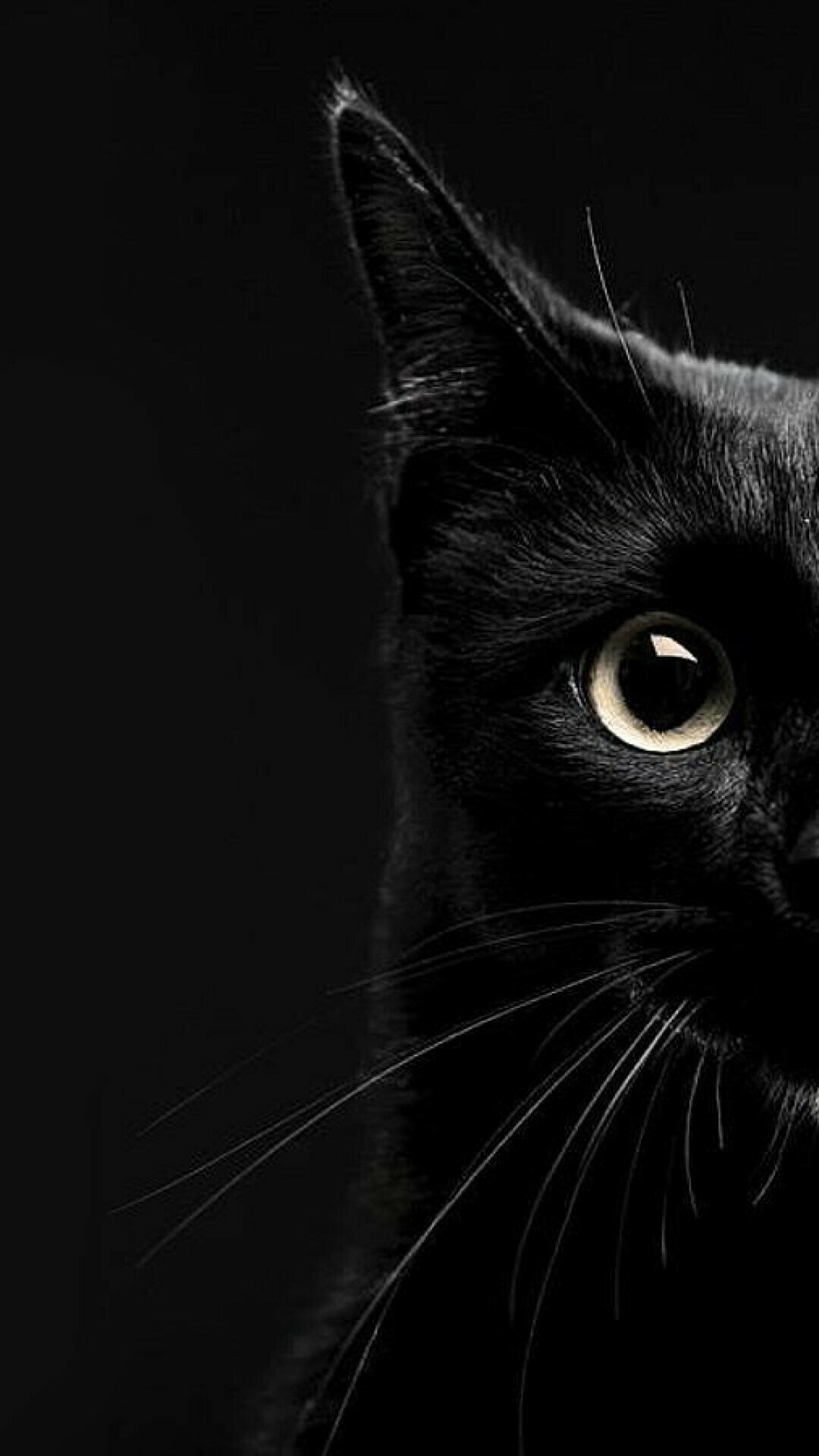 Dark Cat Wallpapers Wallpaper Cave