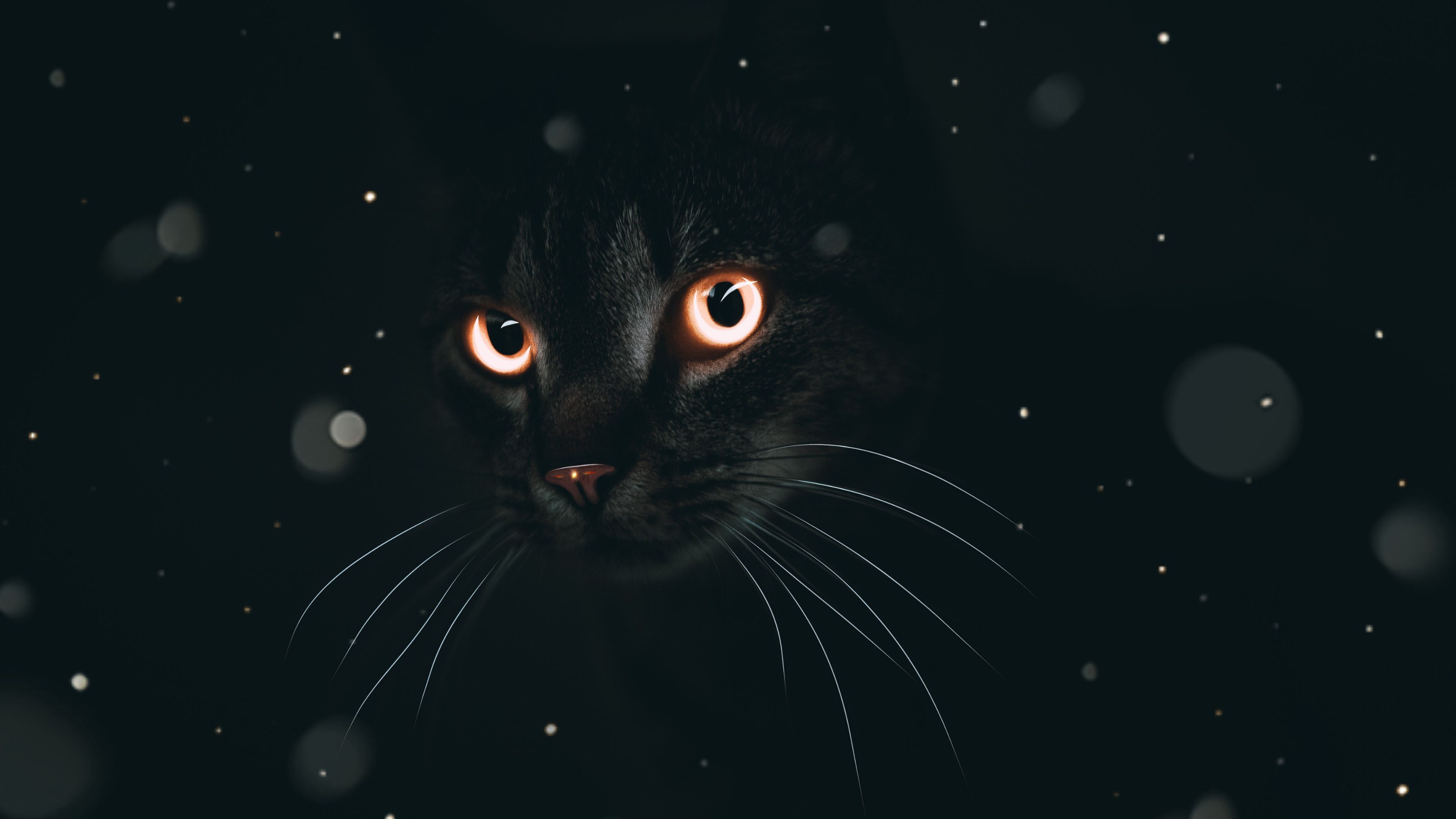 Dark Cat 4K Wallpaper