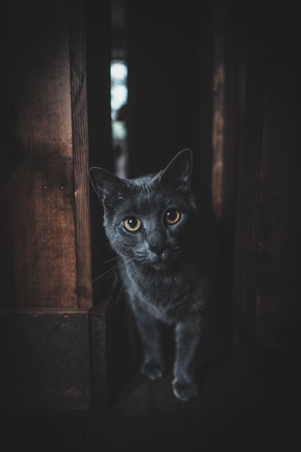 Dark Cat Picture. Download Free Image