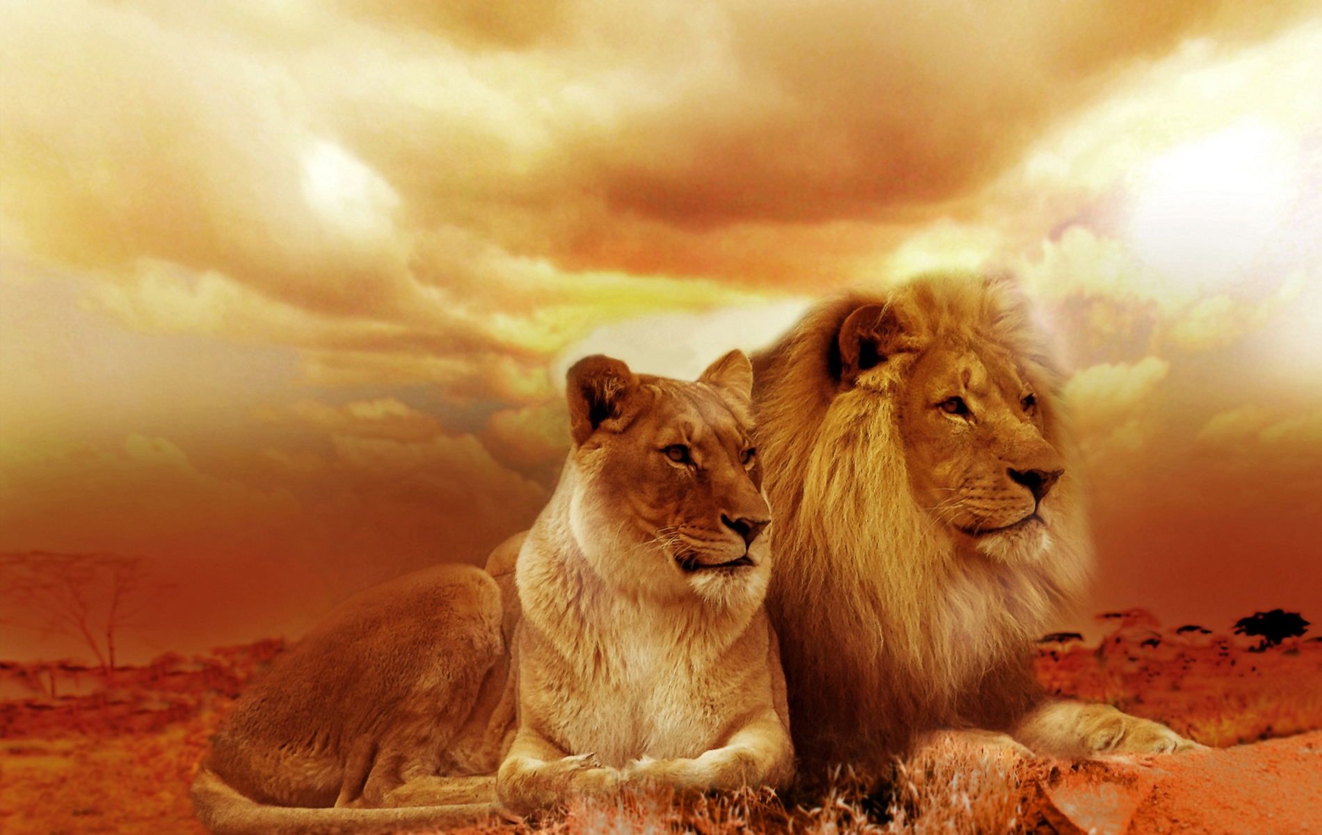 Lion Family HD Wallpaper