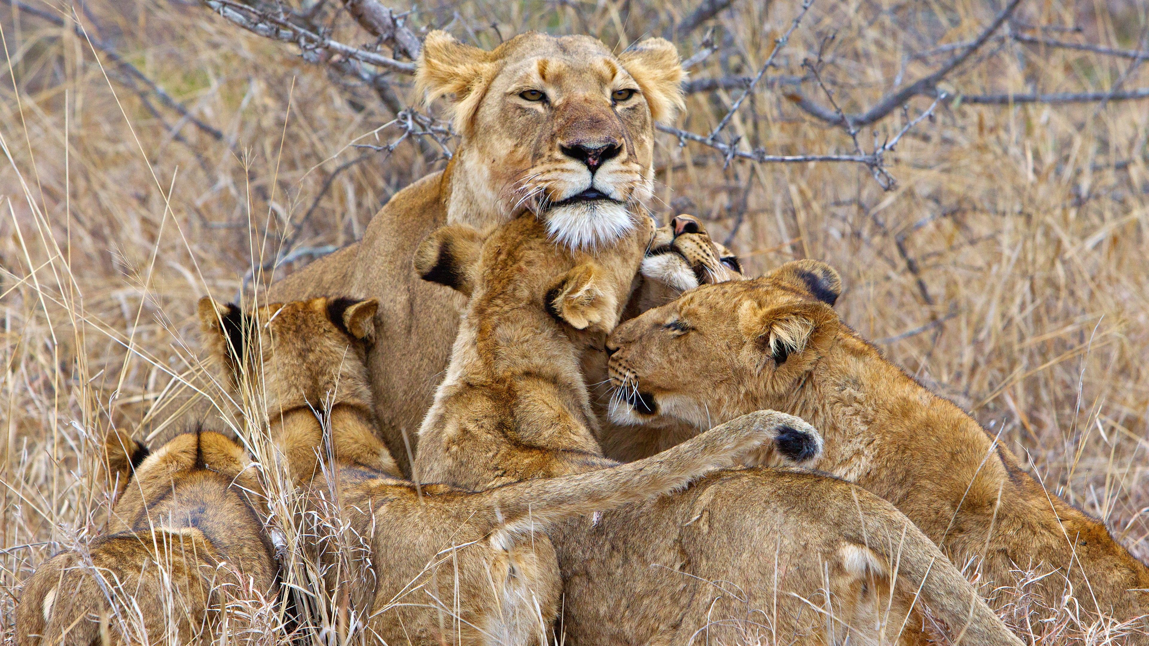 4K Fabulous Image of Lion Family