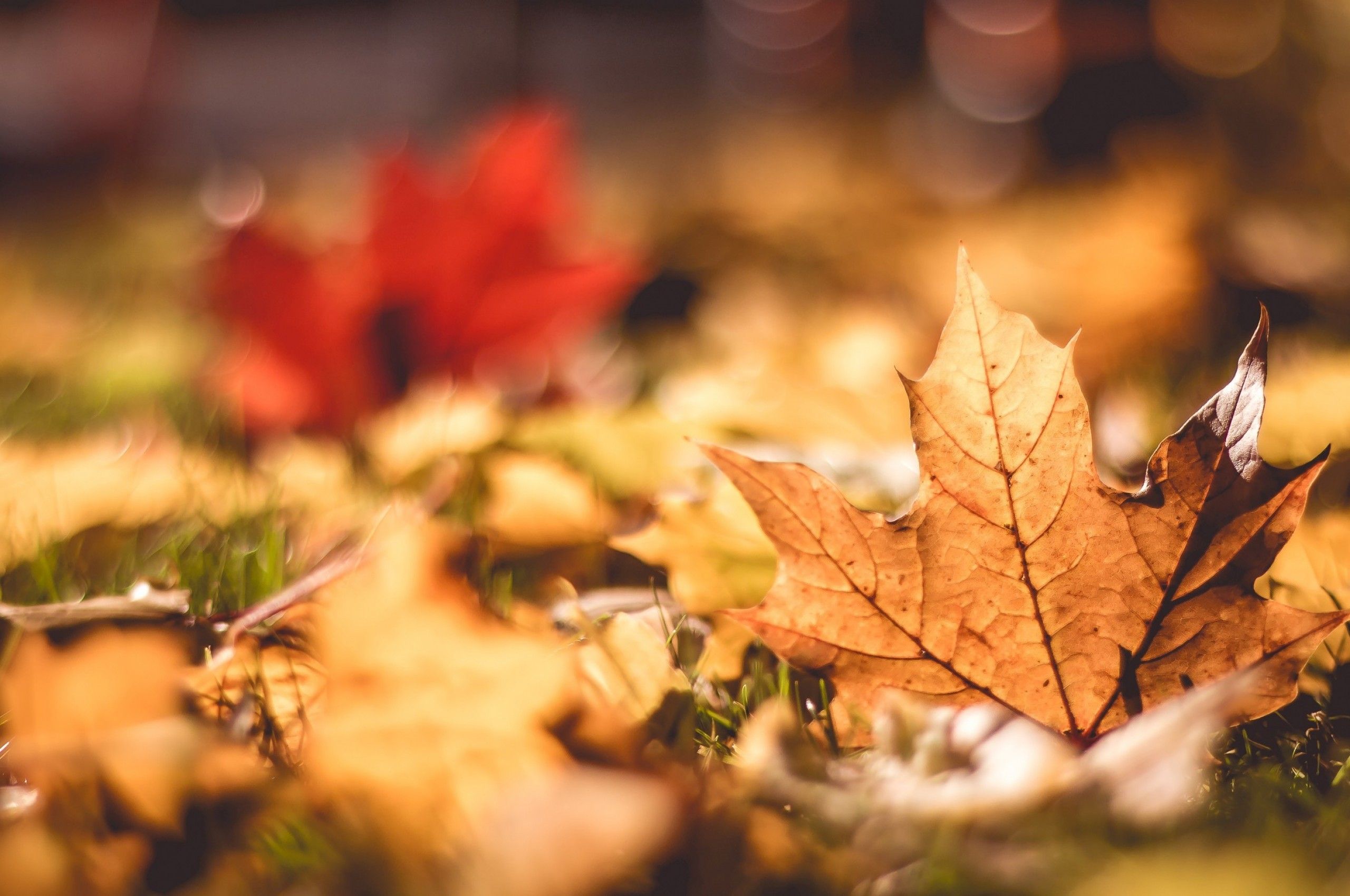 Download 2560x1700 Fall, Leaves, Macro, Bokeh, Autumn Wallpaper for Chromebook Pixel