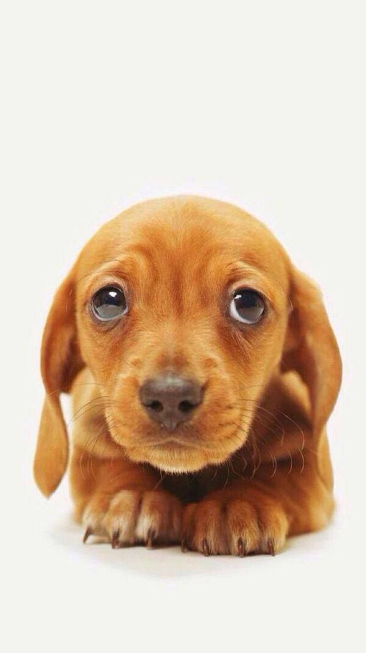 Maldives Resort Light Blue Sea Island iPhone 6 Plus HD Wallpaper