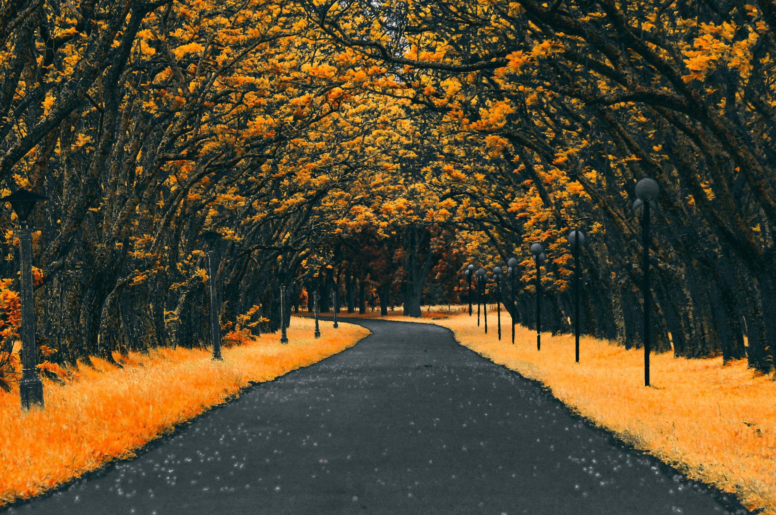 Paved Road Autumn 4k Chromebook Pixel HD 4k Wallpaper, Image, Background, Photo and Picture